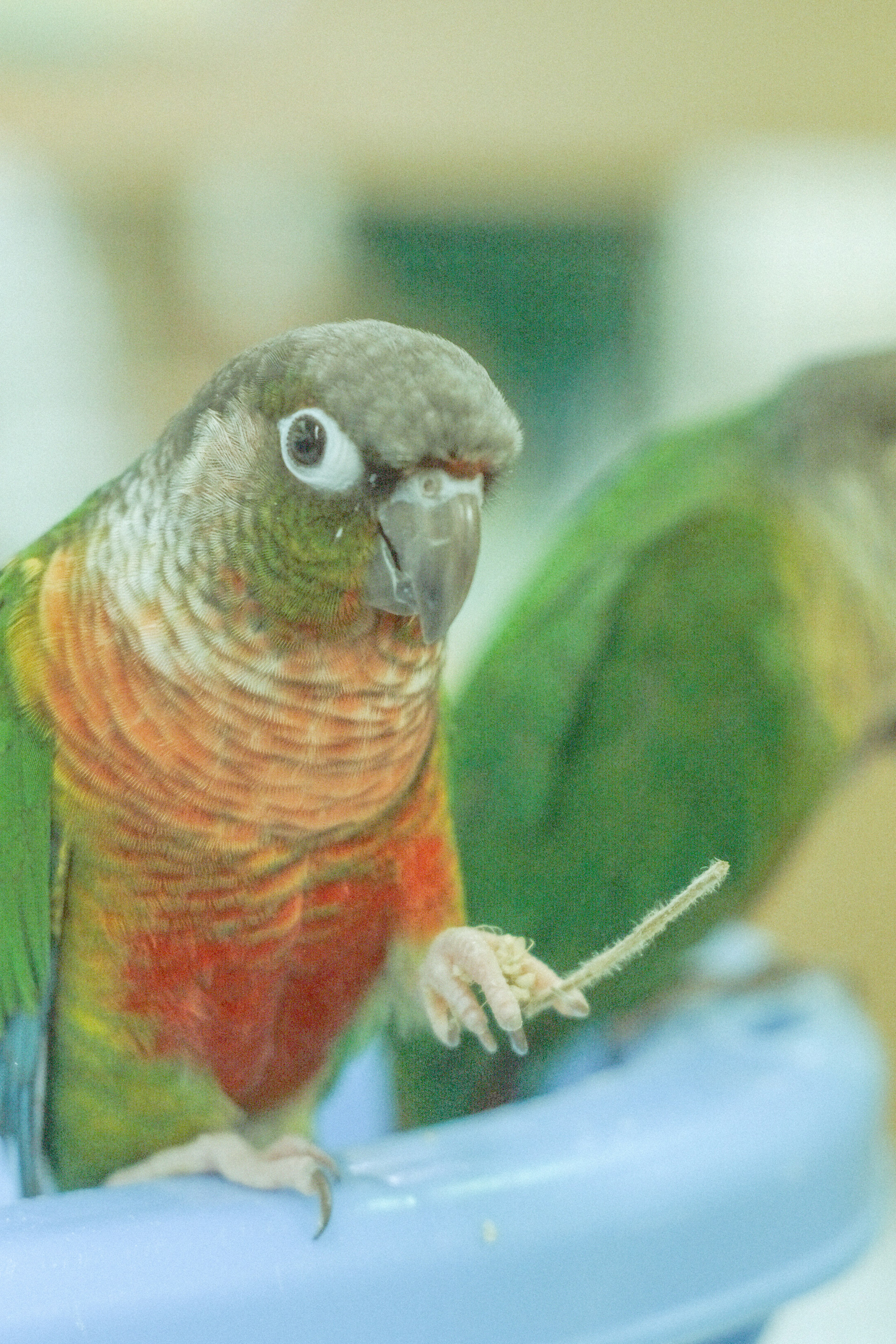 カラフルなセキセイインコが手に枝を持っている