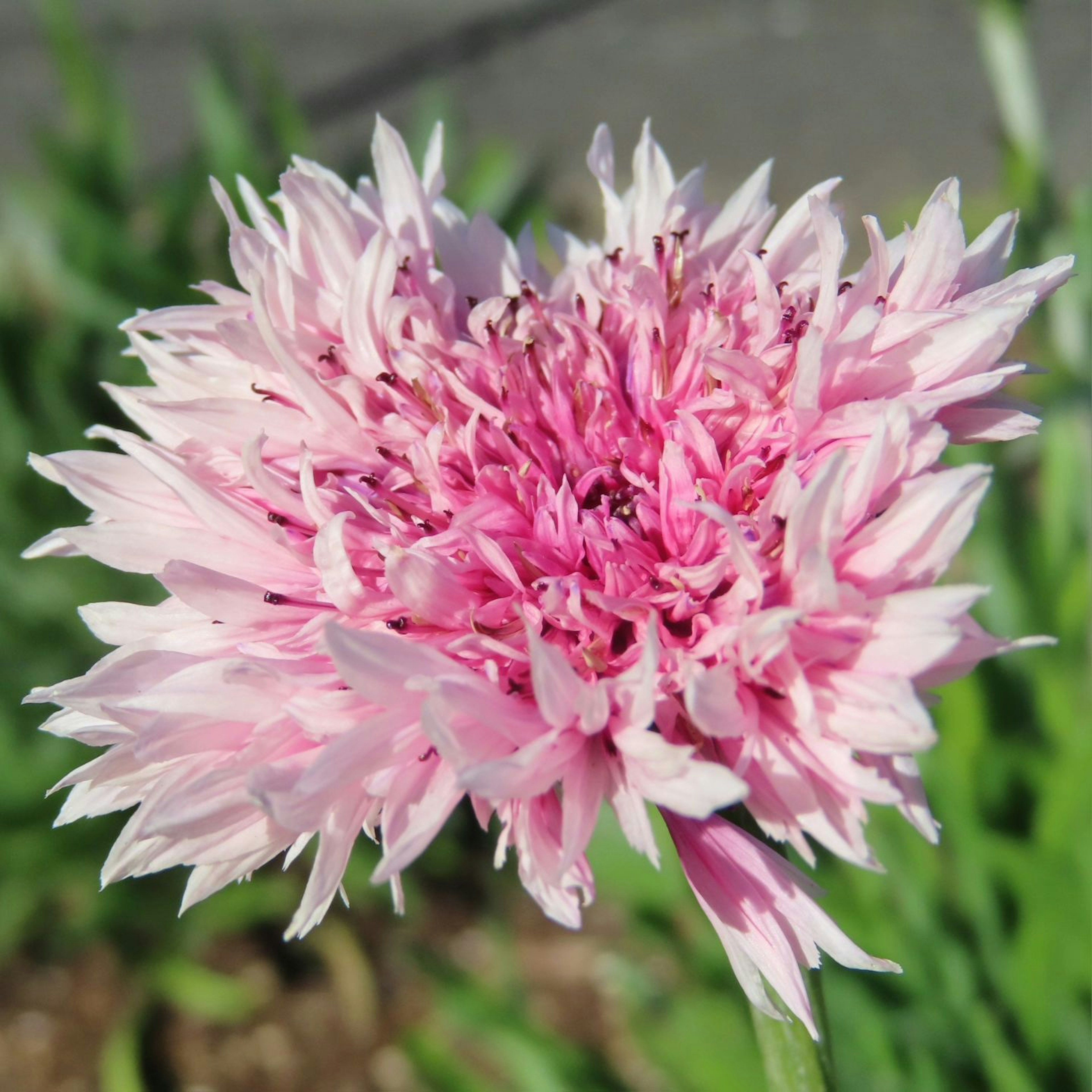 鮮やかなピンク色の花が咲いている様子