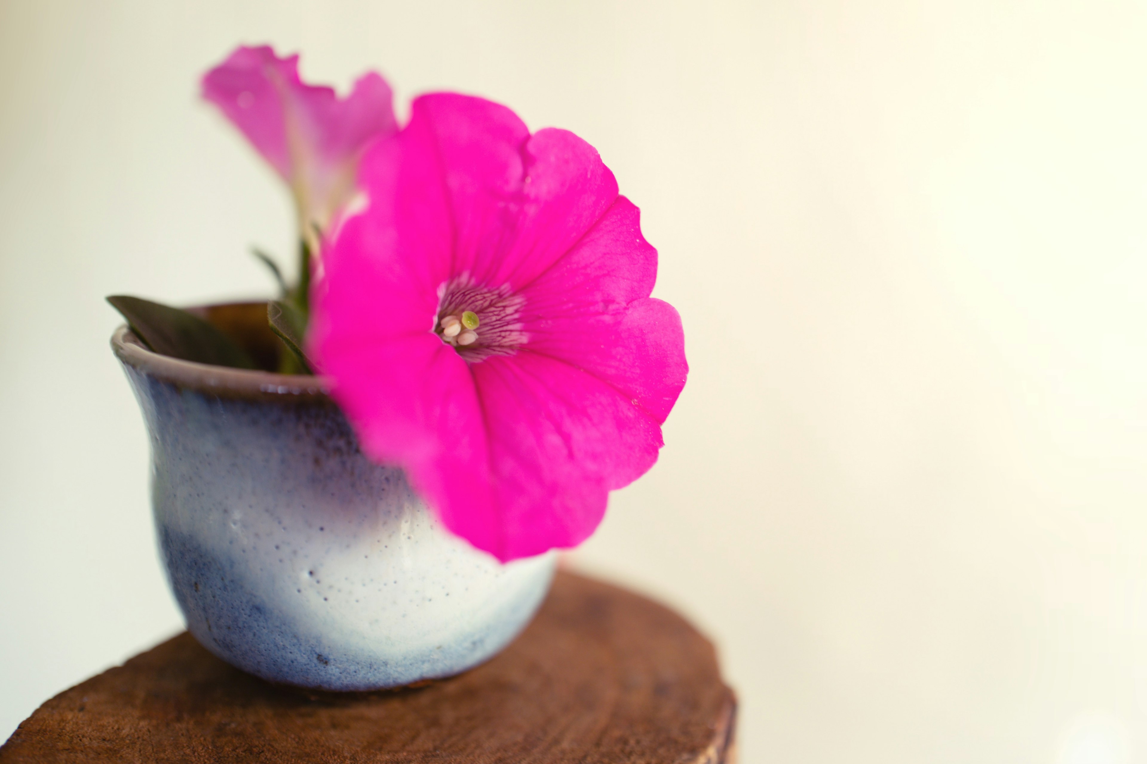 小さな青いポットに咲く鮮やかなピンクのペチュニアの花