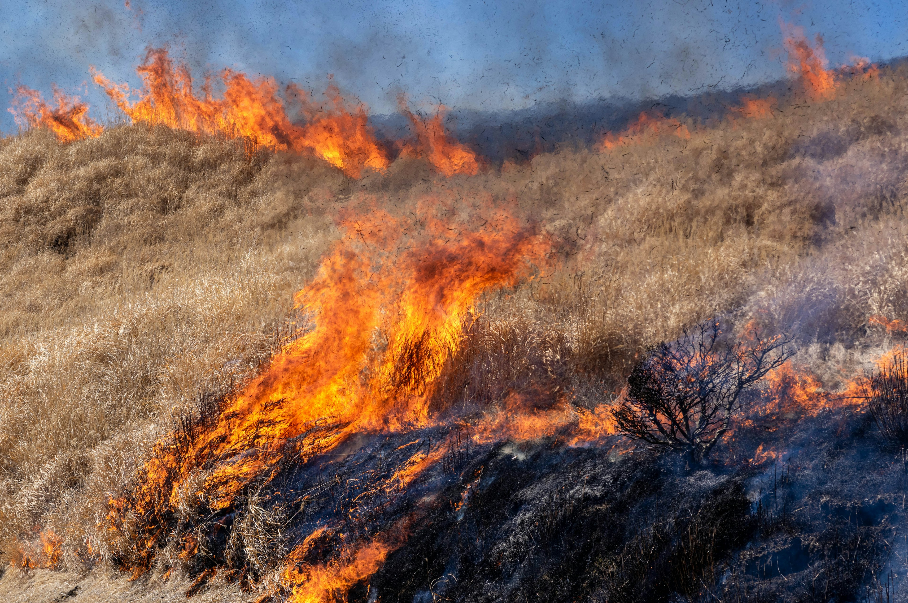 Eine Landschaft von Grasland, das in Flammen steht