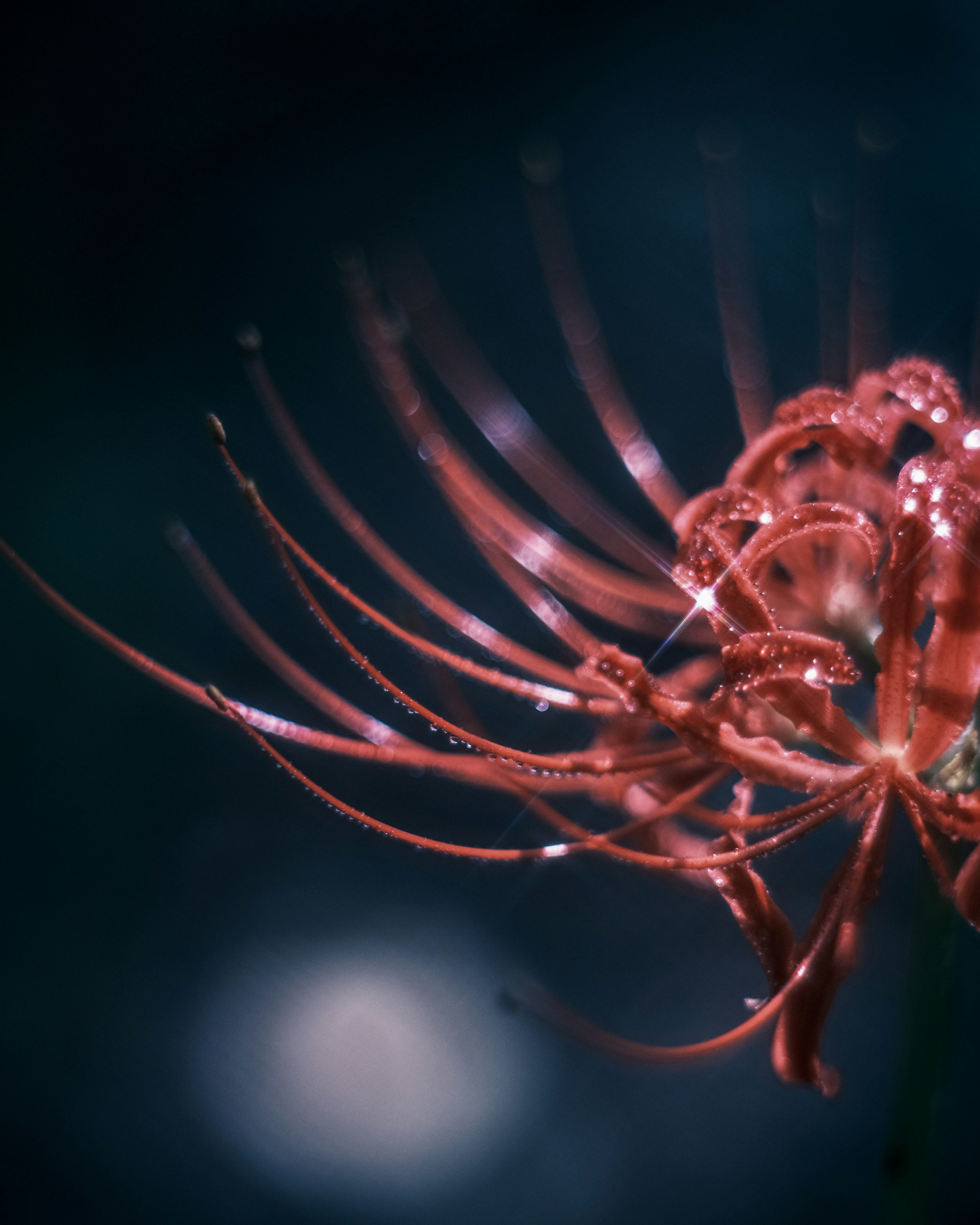 Una flor roja vibrante con pétalos largos cubiertos de gotas de agua