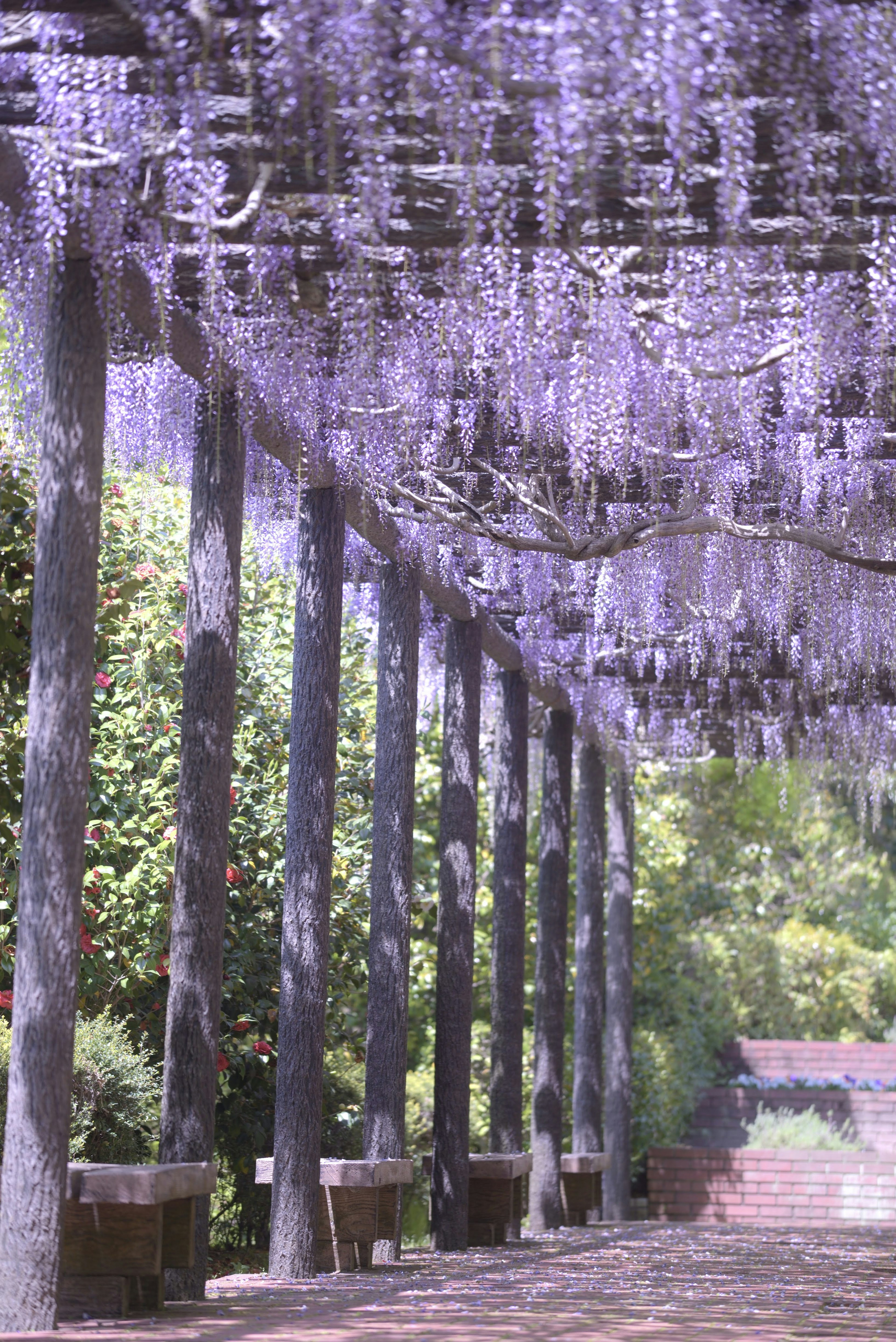 Arched tunnel covered with purple wisteria flowers and wooden benches