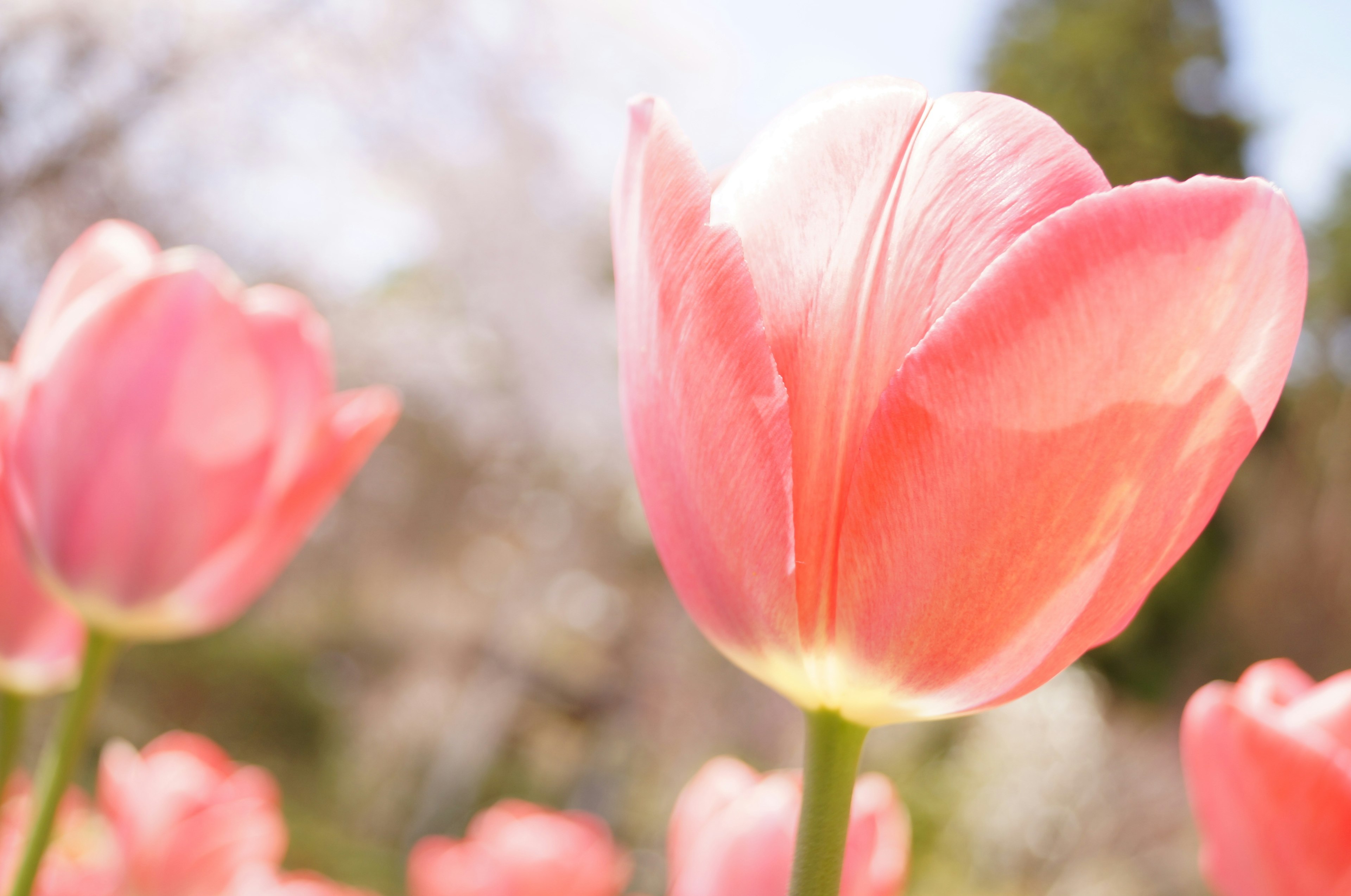 Image en gros plan de tulipes roses pâles en fleurs avec un arrière-plan flou de fleurs et de verdure