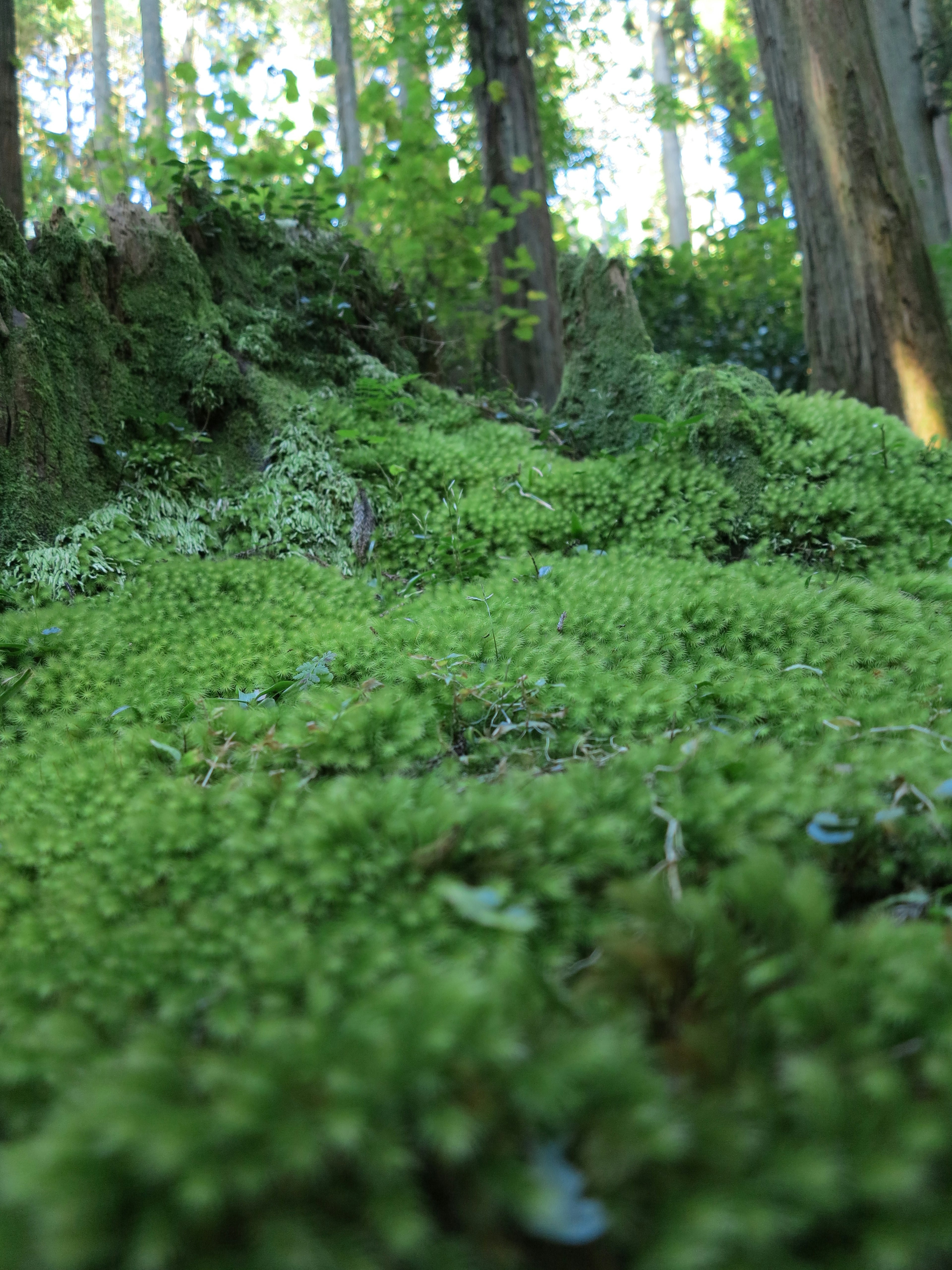 Mousse verte luxuriante recouvrant le sol avec des arbres en arrière-plan