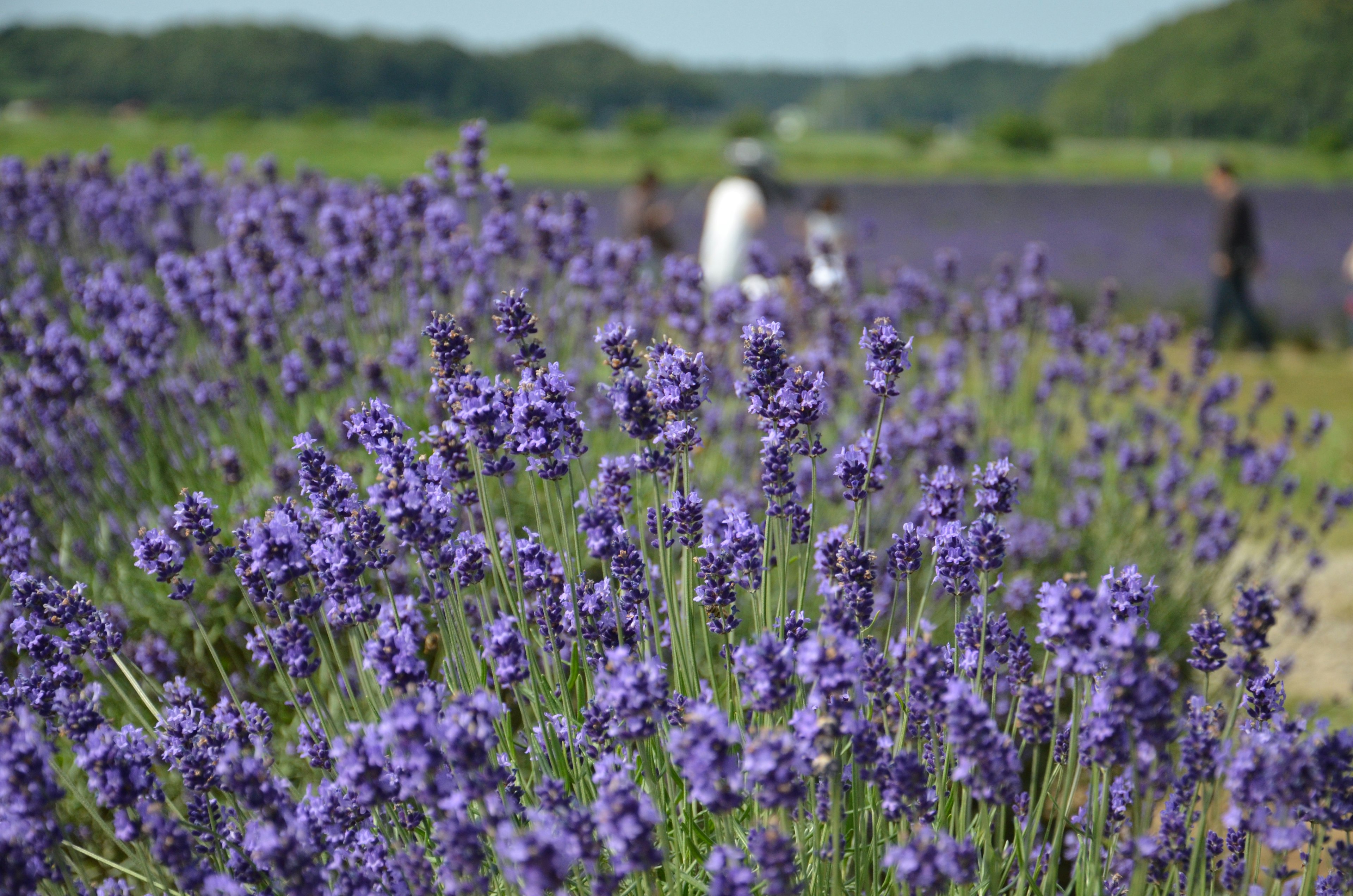 Purple lavender field with people walking in the background