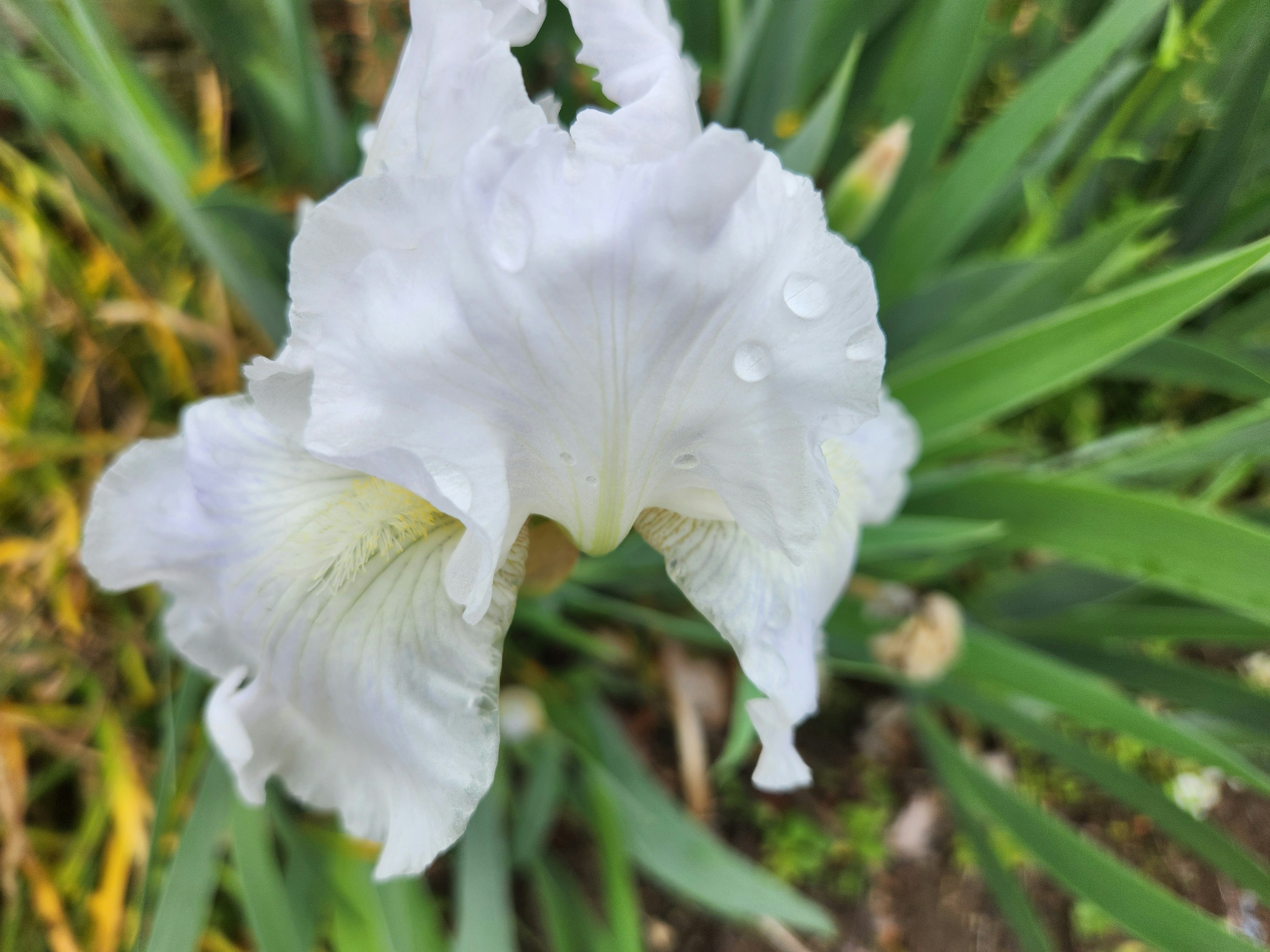 白いアイリスの花が緑の葉の中で咲いている