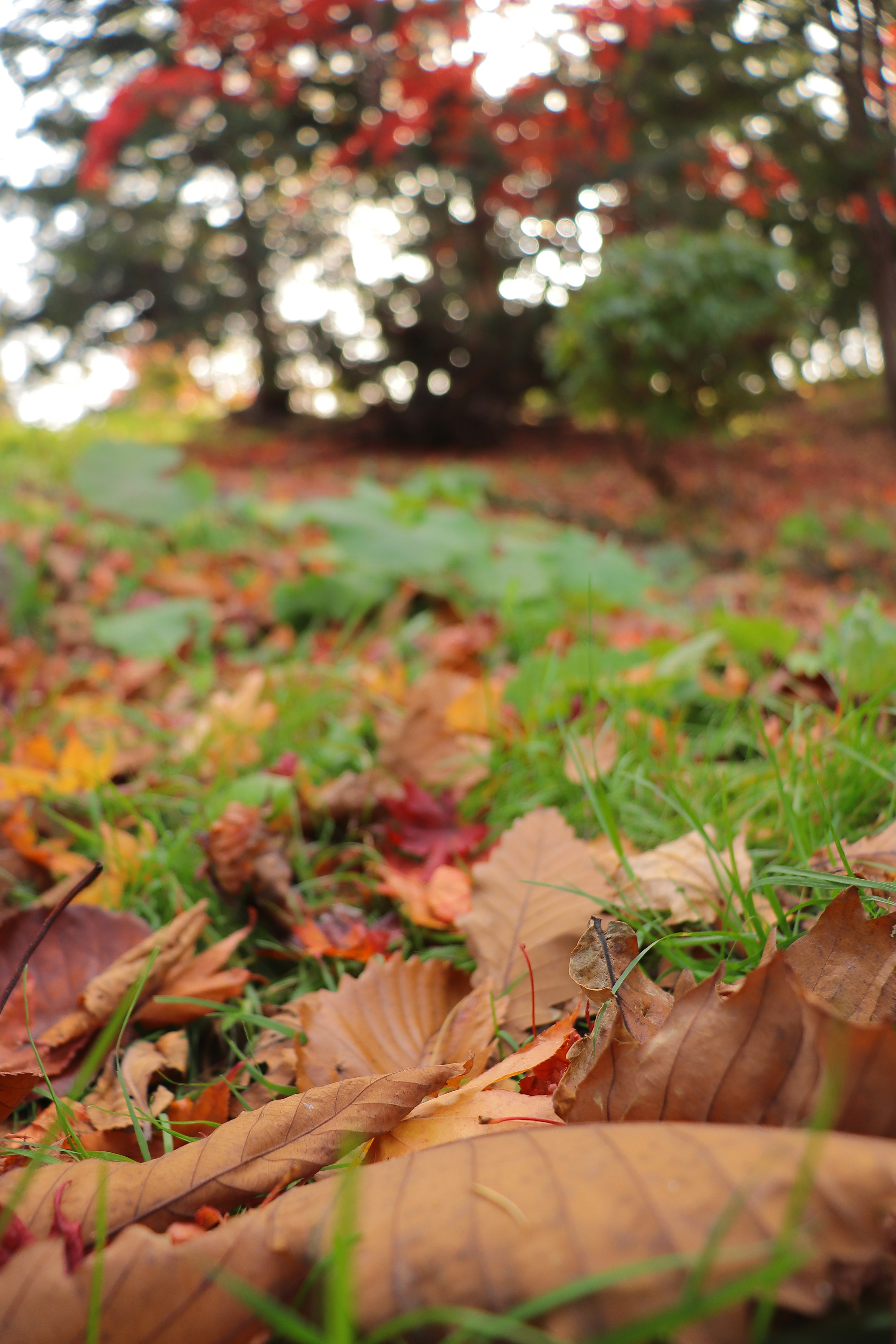 Feuilles colorées tombées éparpillées sur de l'herbe verte dans un paysage serein