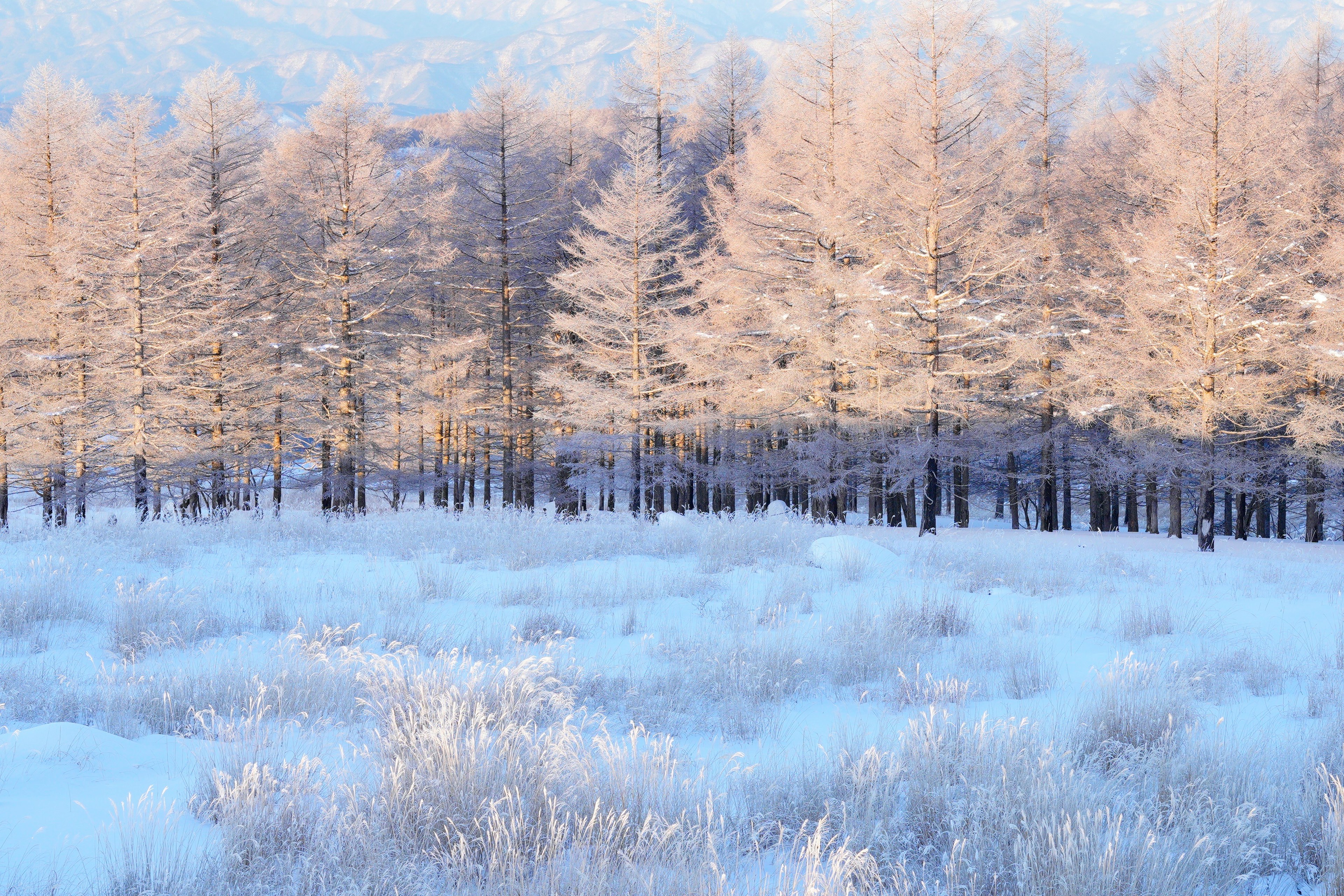 Paesaggio invernale con terreno innevato e alberi pallidi