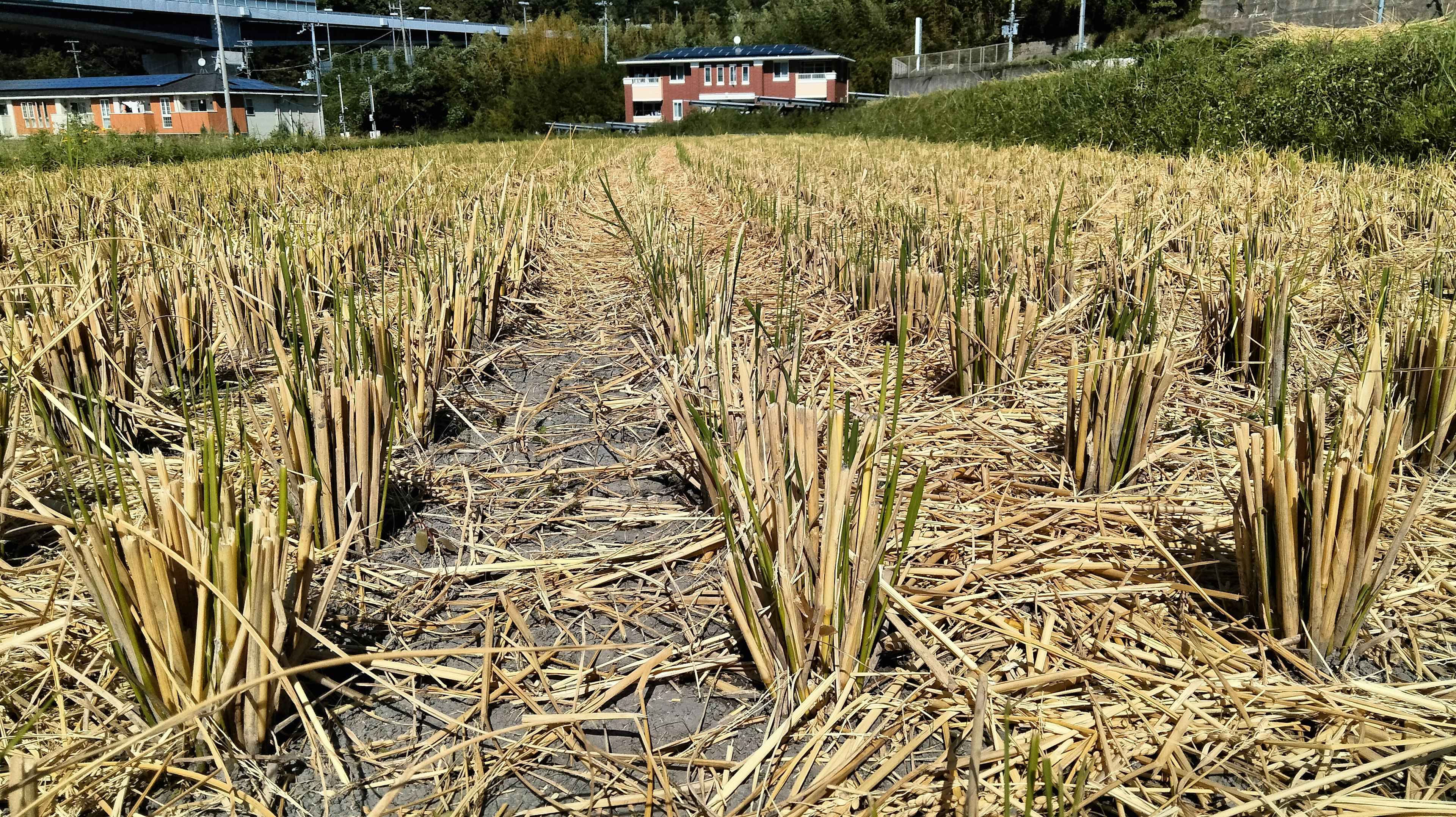 Campo de arroz cosechado con rastrojos y edificios al fondo