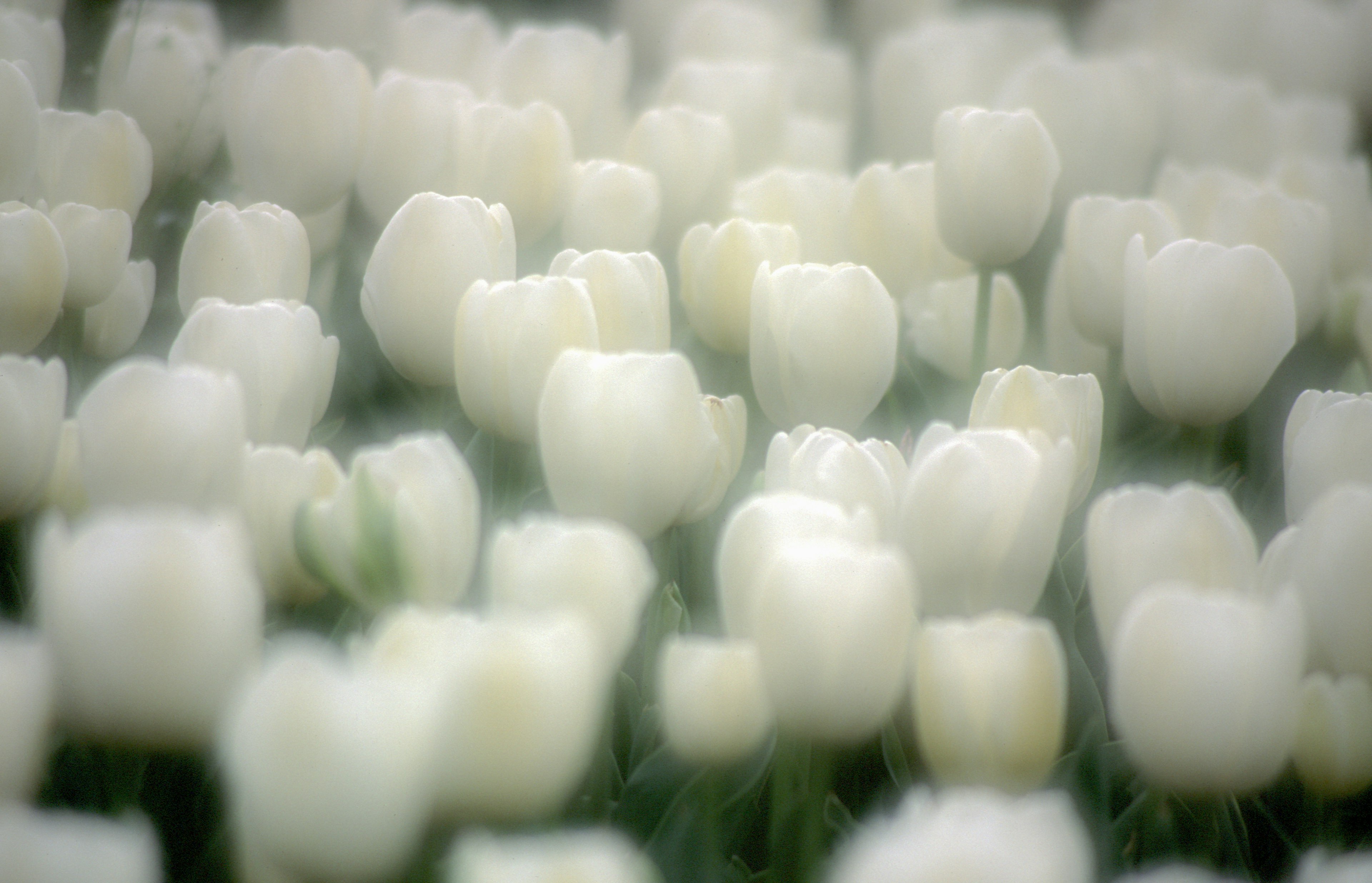 白いチューリップの花畑が広がる柔らかな風景