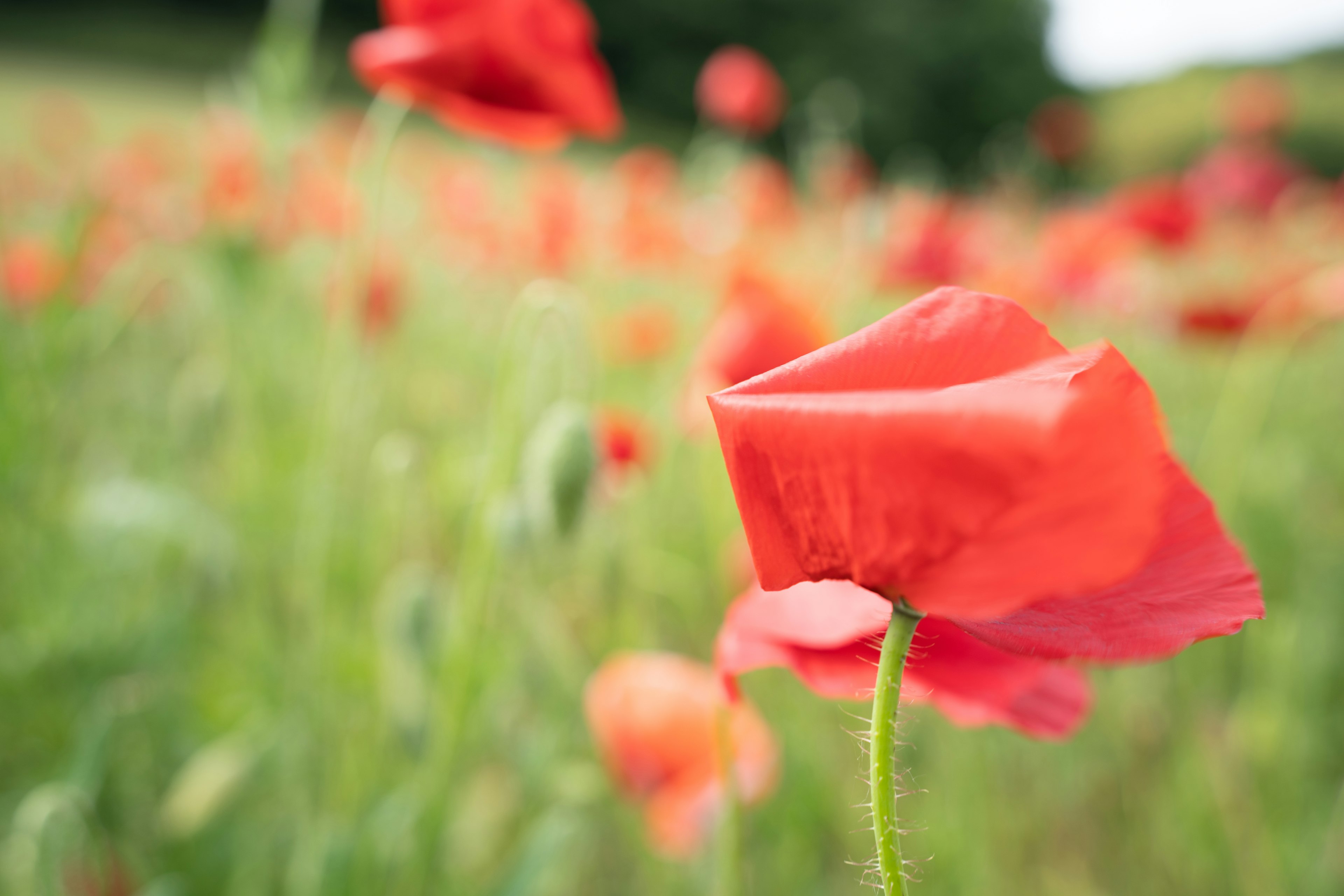 Gros plan d'une fleur de pavot rouge dans un champ vert