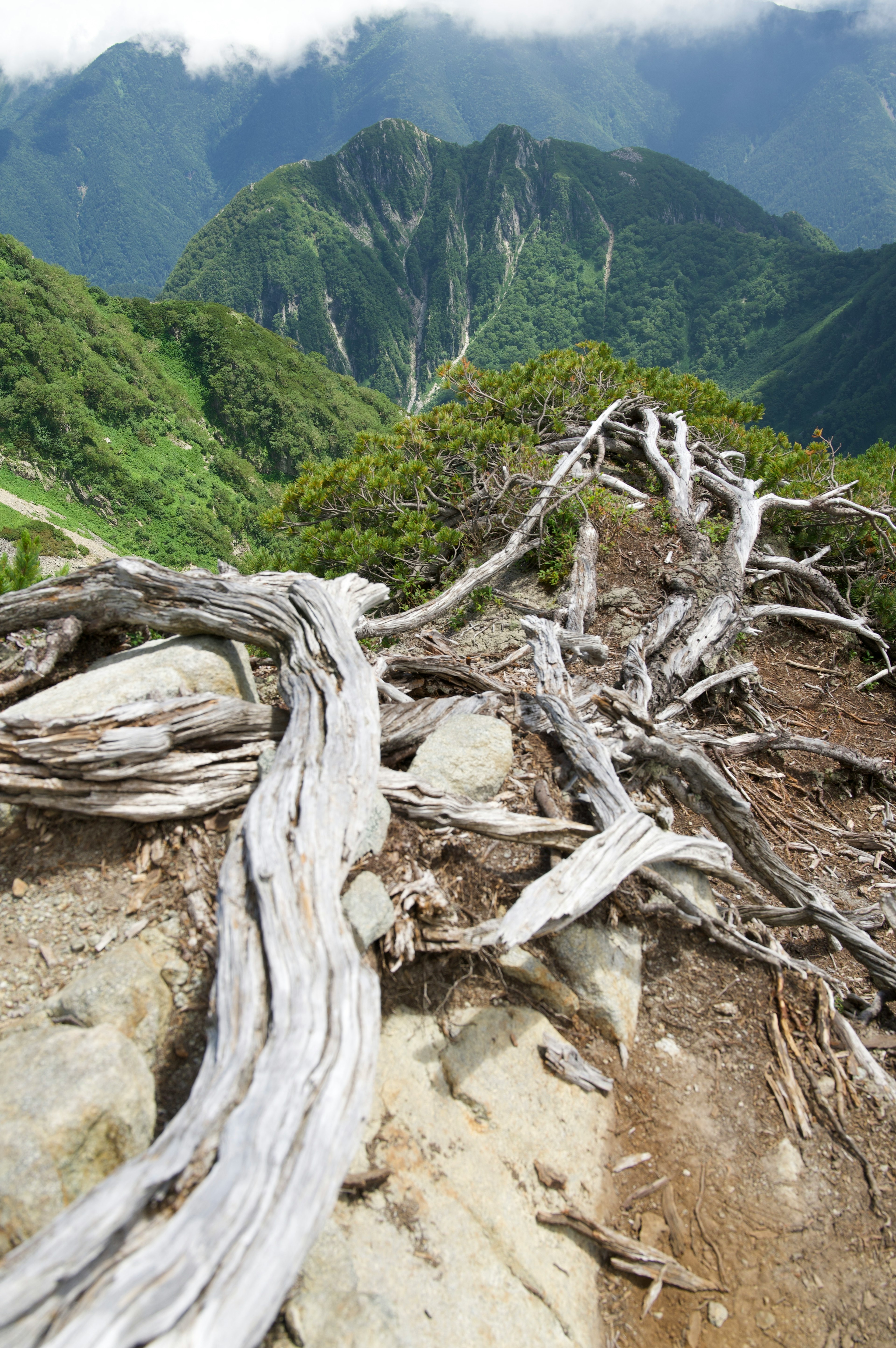 山の風景と古い木の根が見える