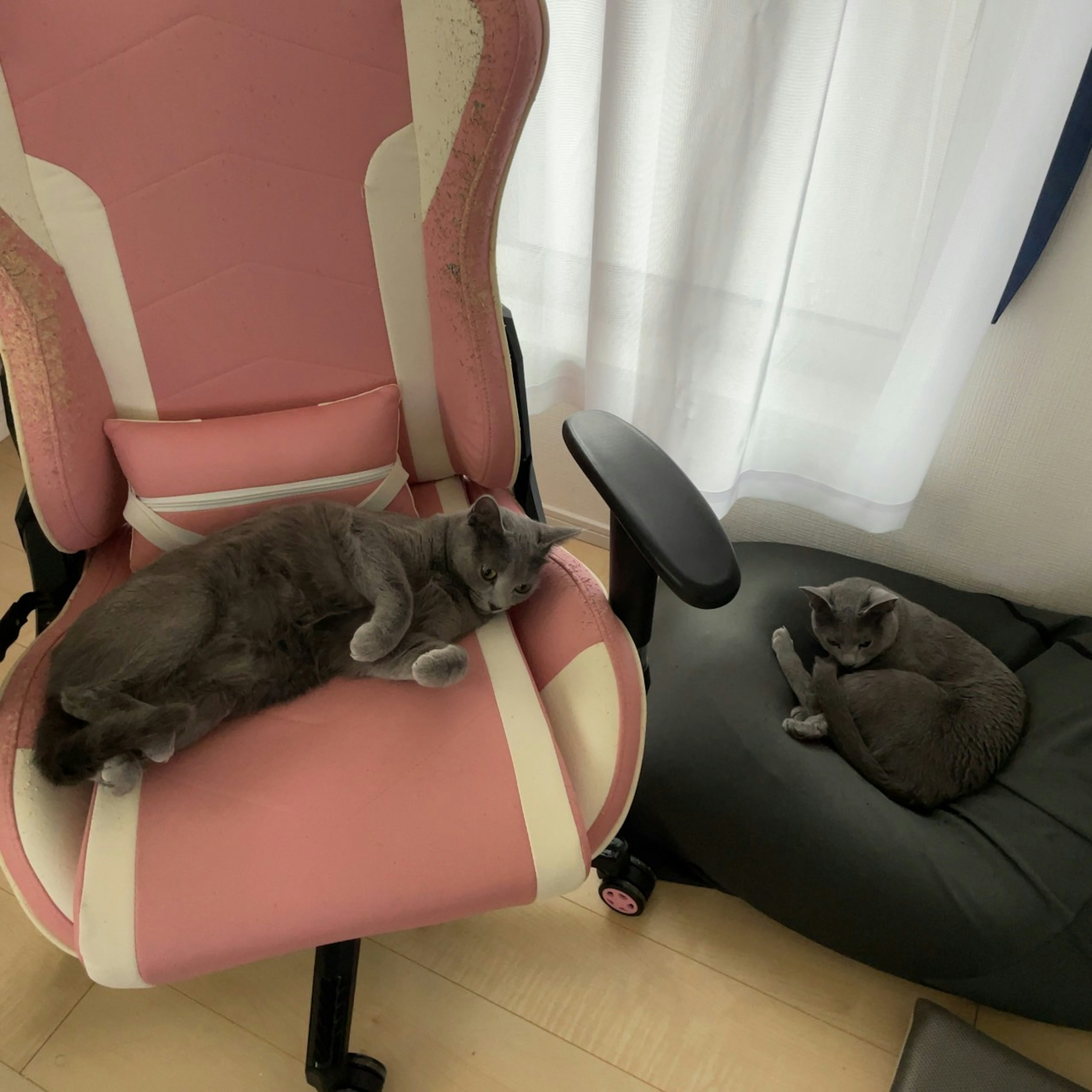 Two gray cats sleeping on a pink chair and a black bed