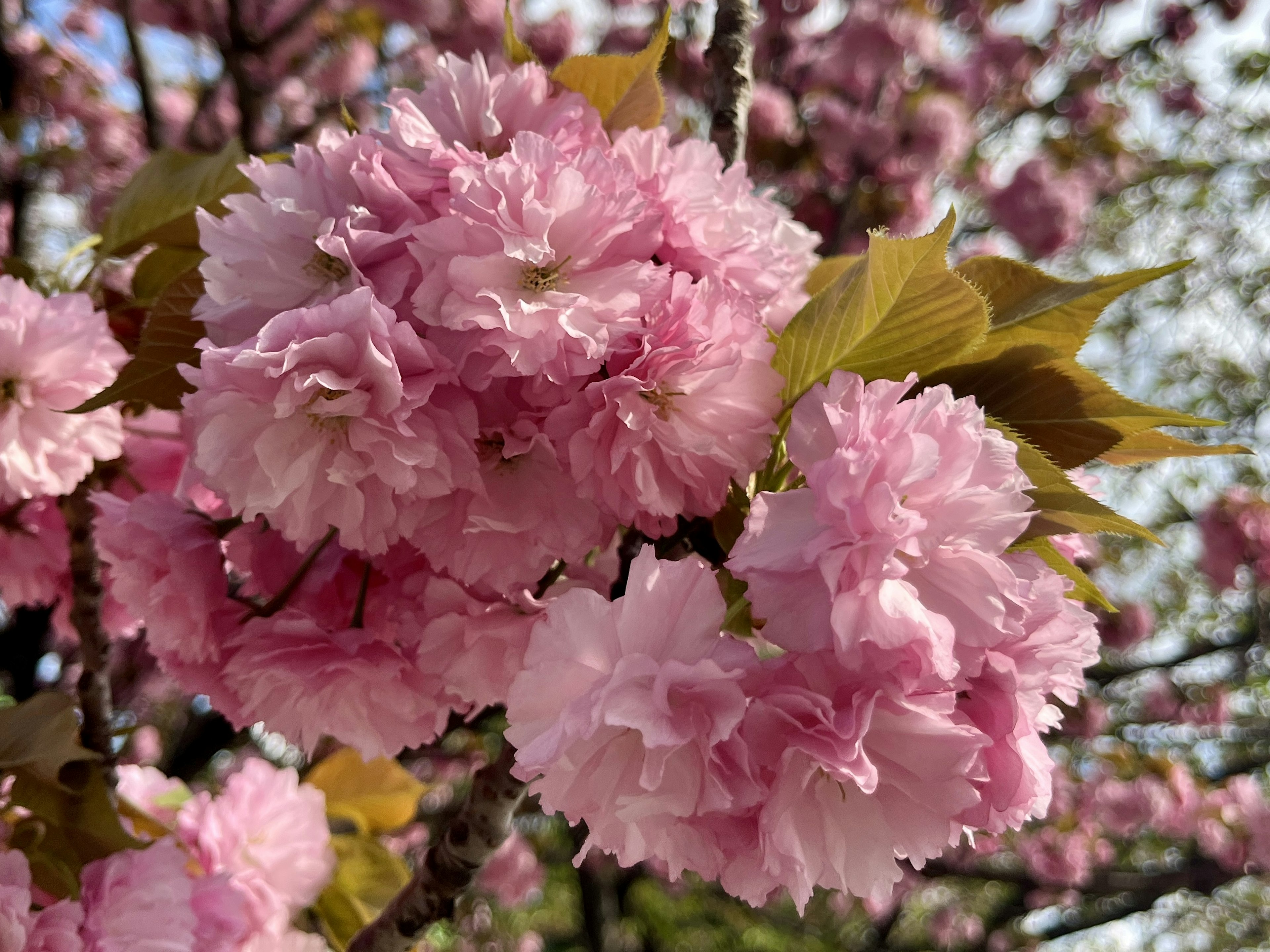 桜の花が咲いている枝のクローズアップ ピンクの花びらがふんわりとした形をしている