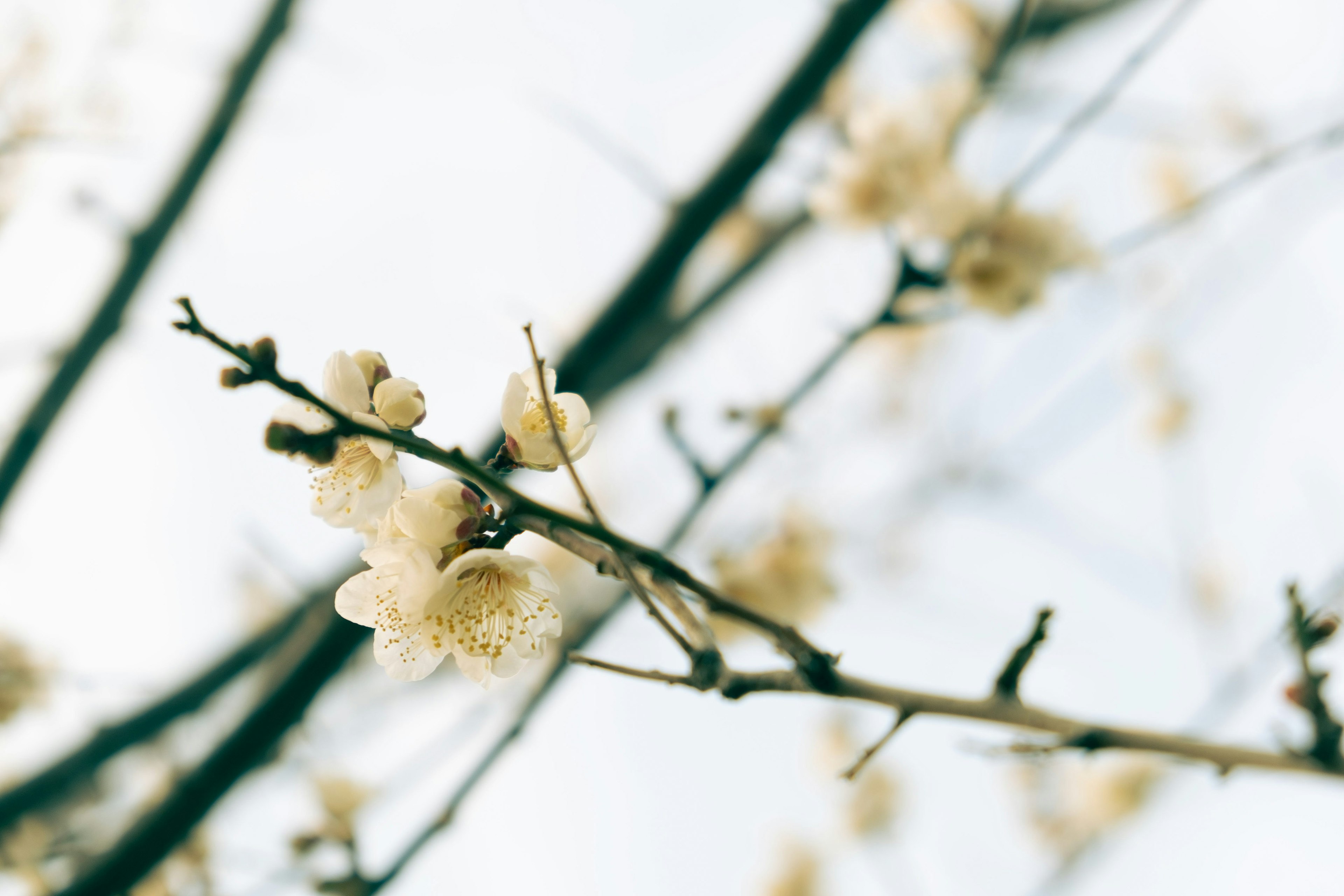 Primer plano de una rama con flores pálidas en flor