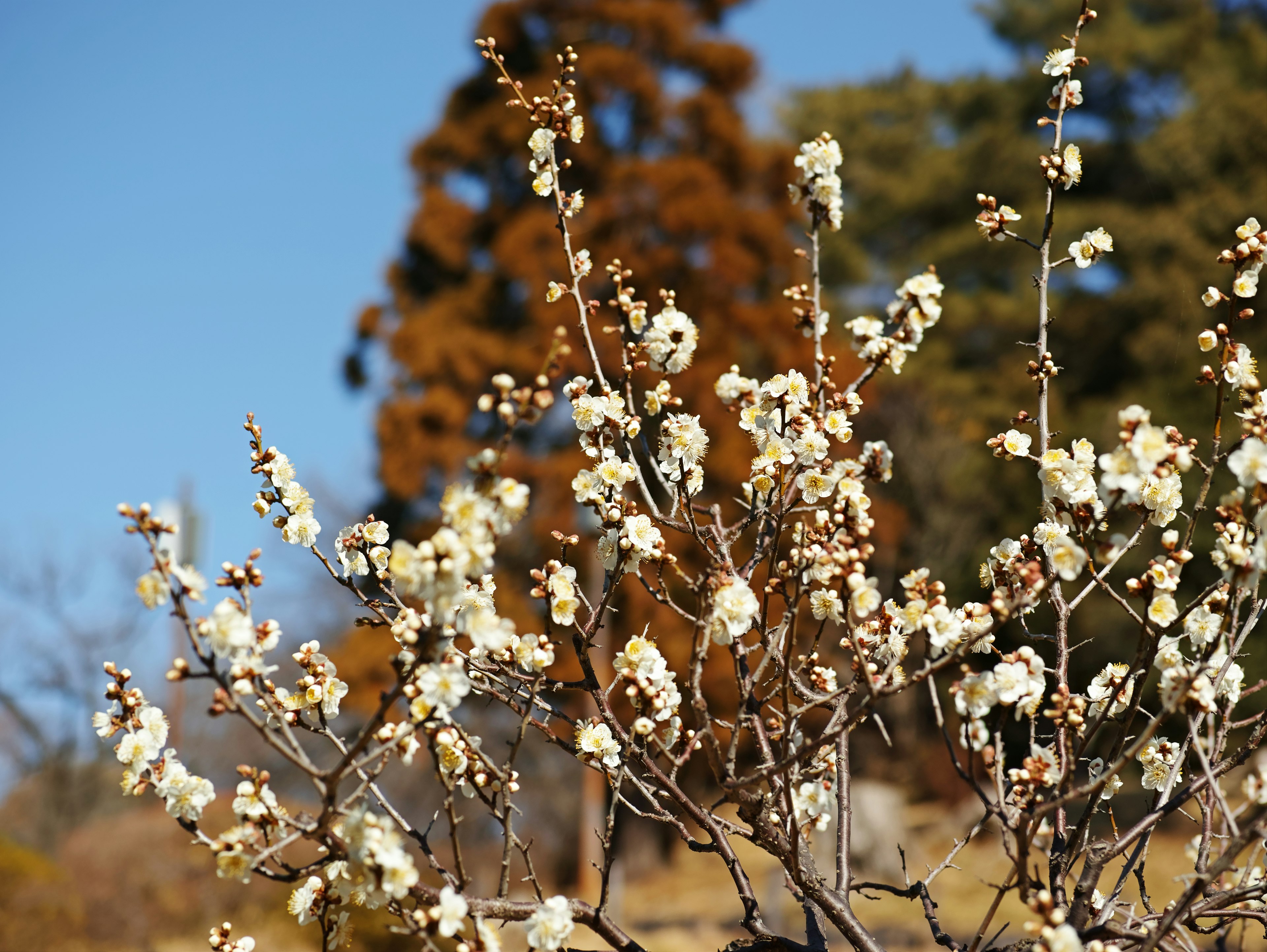 白い花が咲く木の枝と青空の風景