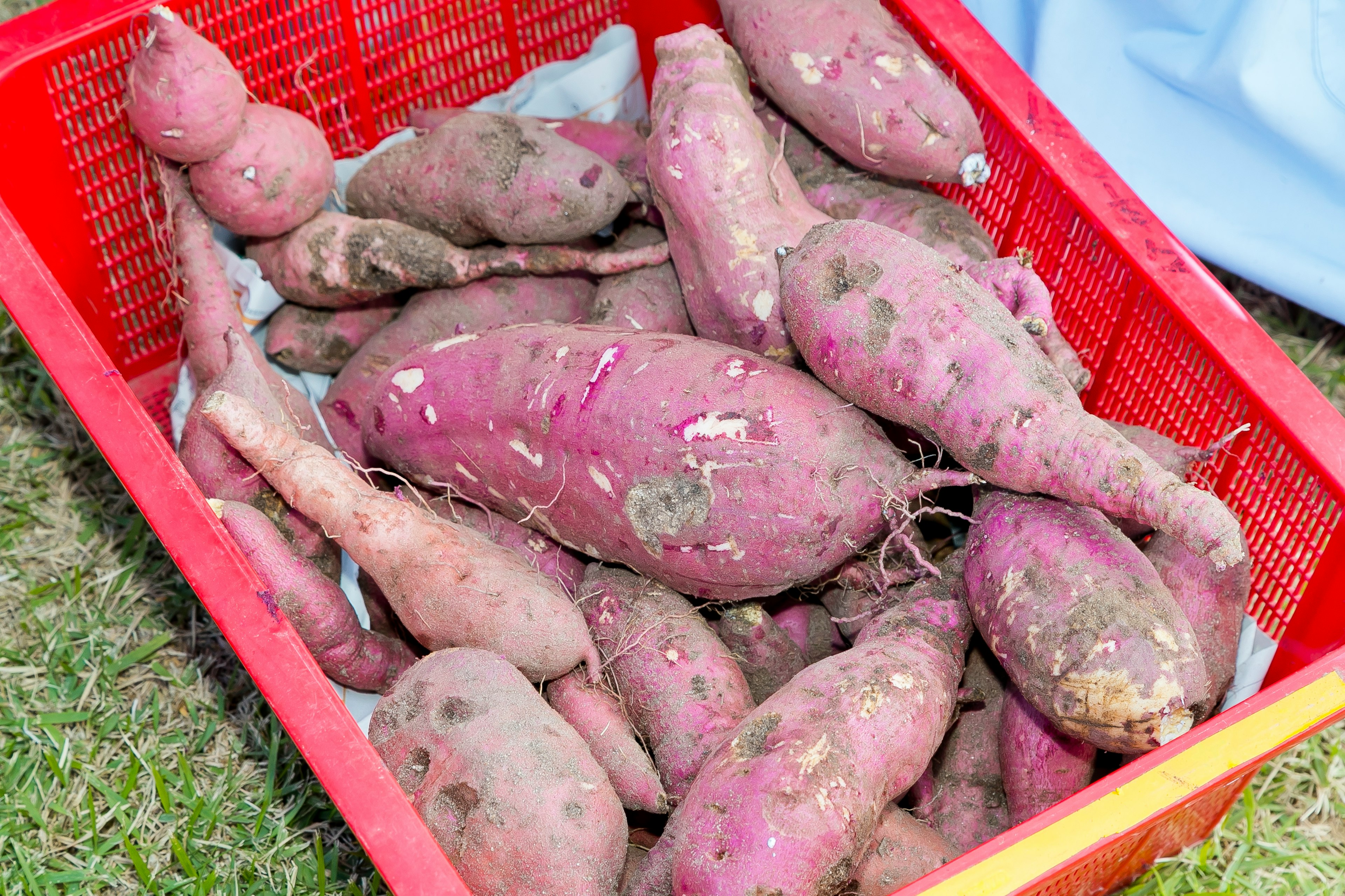 A basket filled with various sweet potatoes