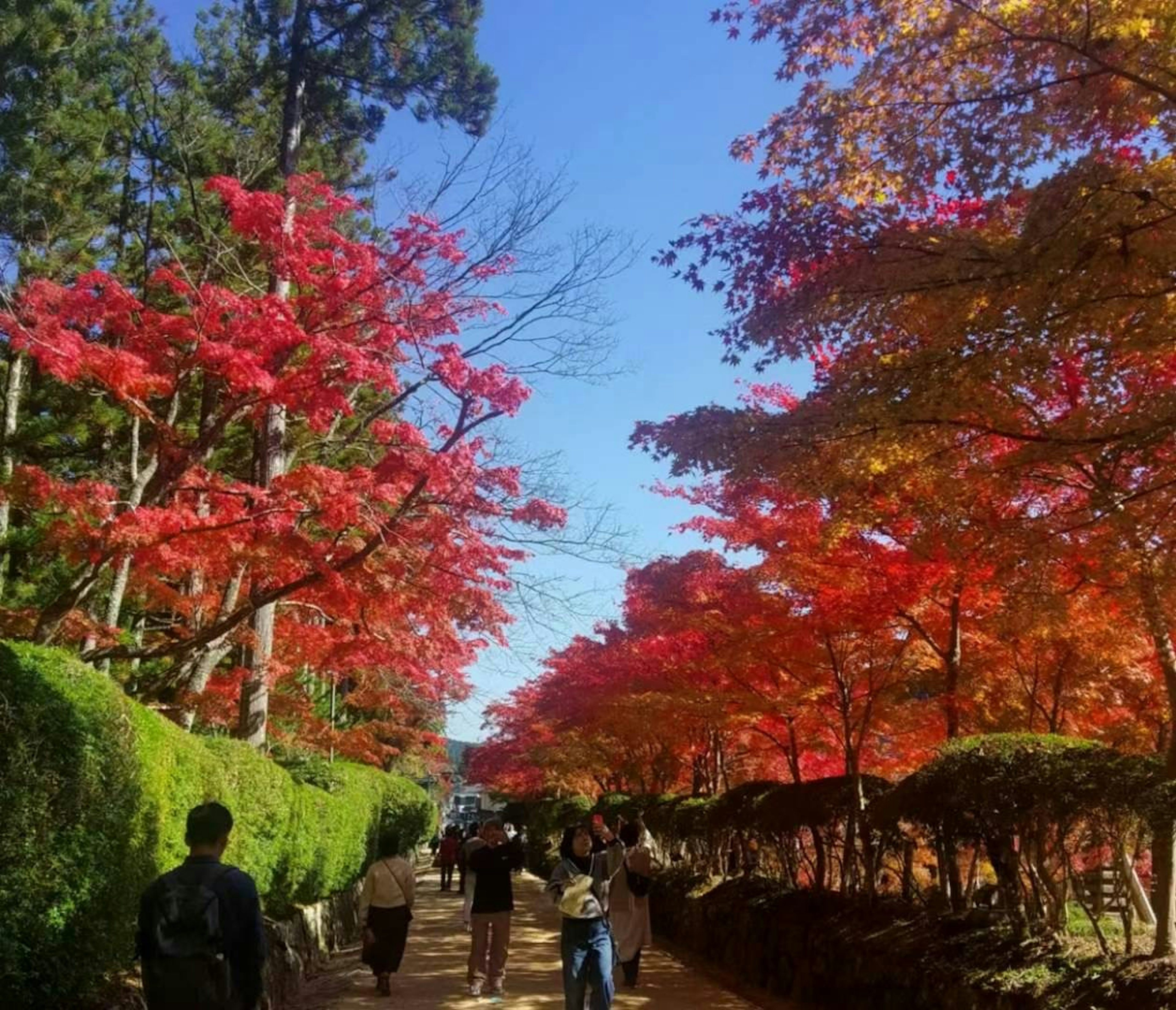 美しい紅葉が広がる道を歩く人々