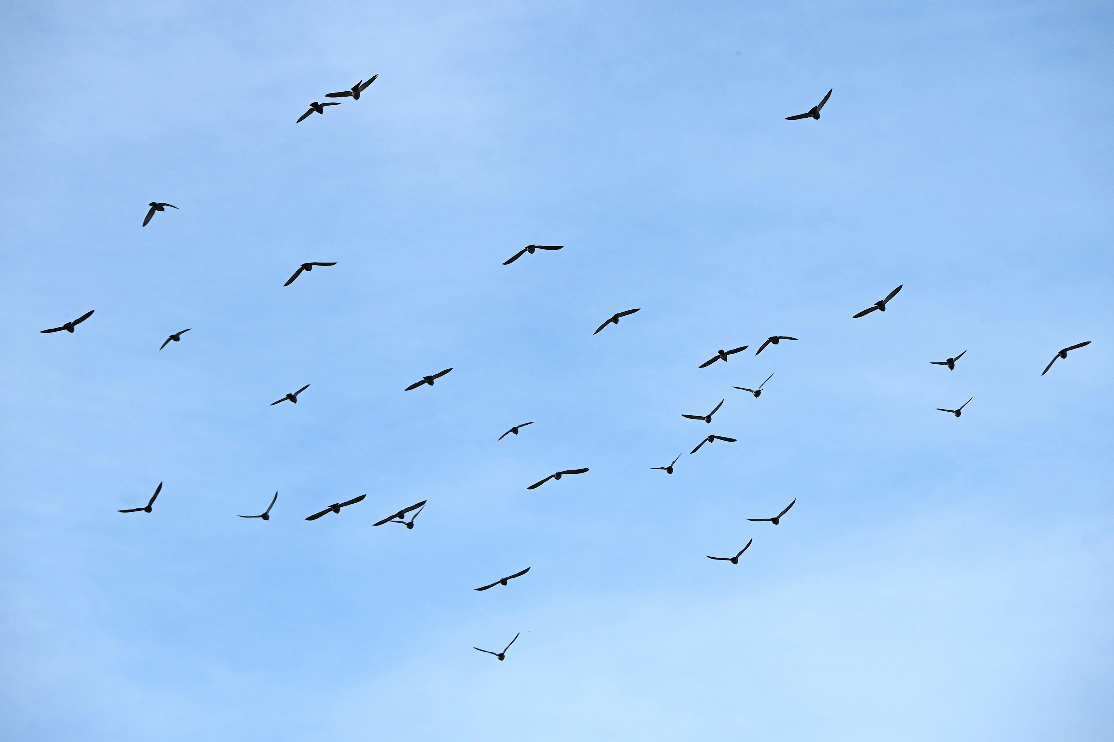 A flock of birds flying in the blue sky