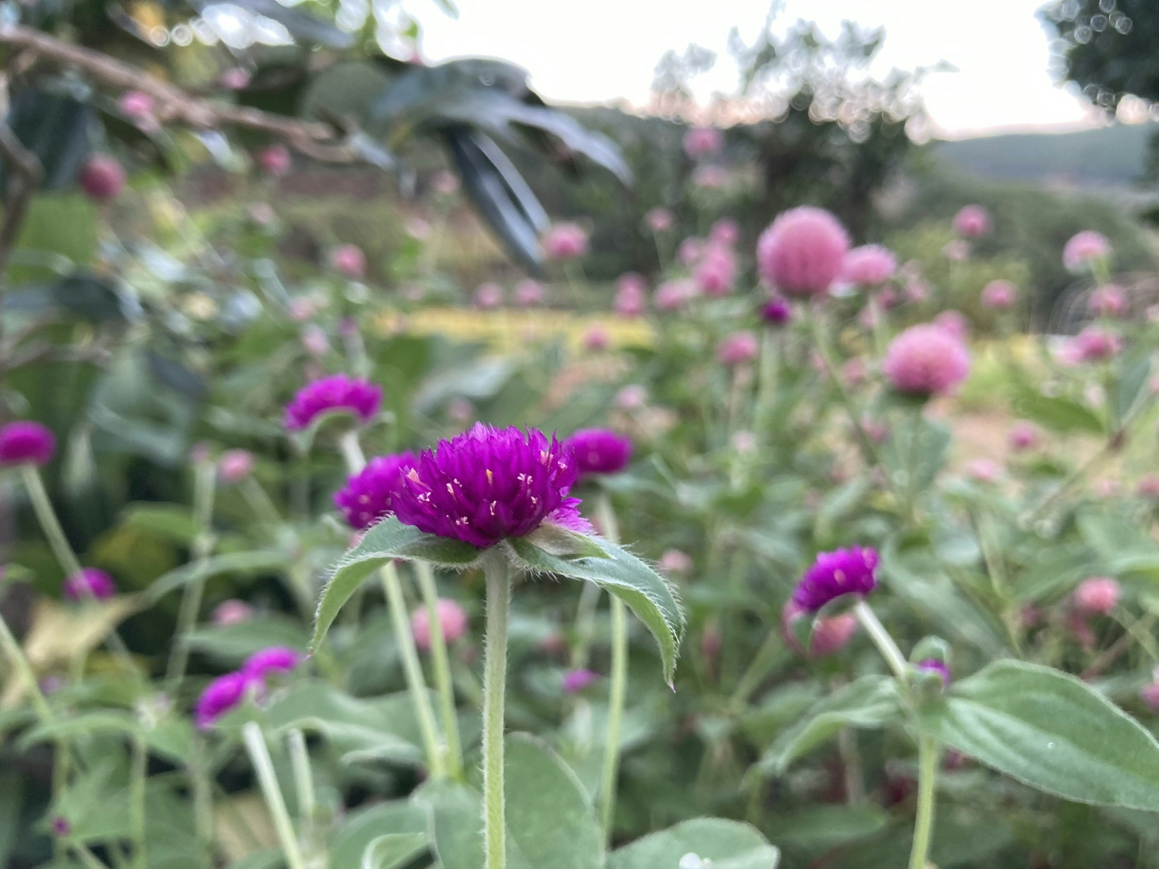 Una scena di giardino con fiori viola e foglie verdi