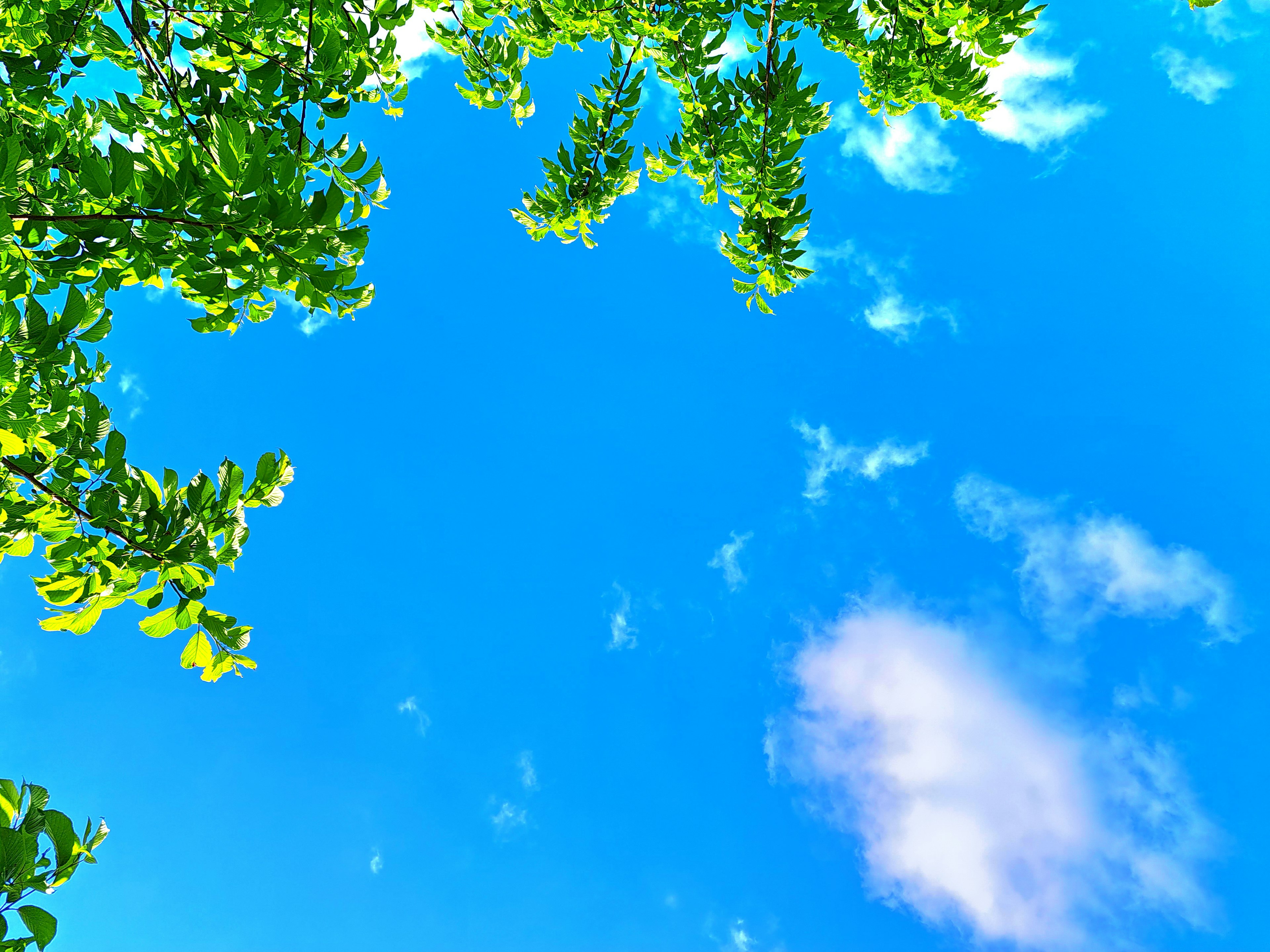 View of blue sky with green leaves