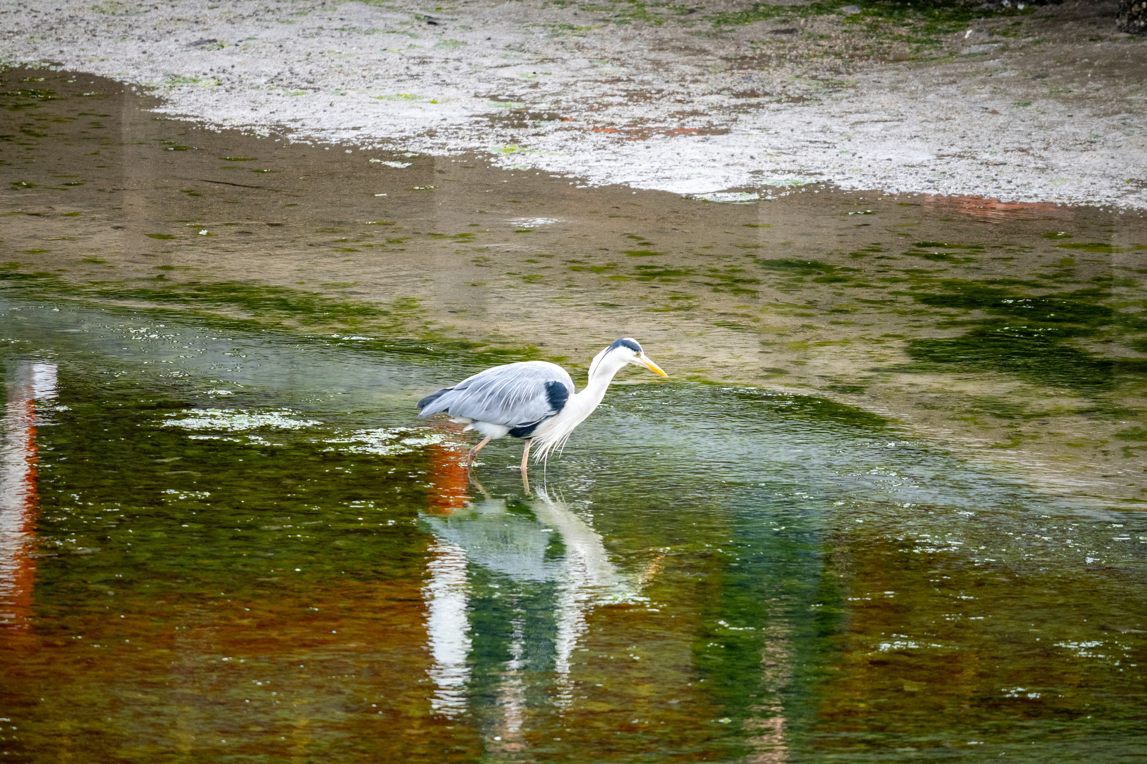 Un héron debout au bord de l'eau reflété dans une eau calme