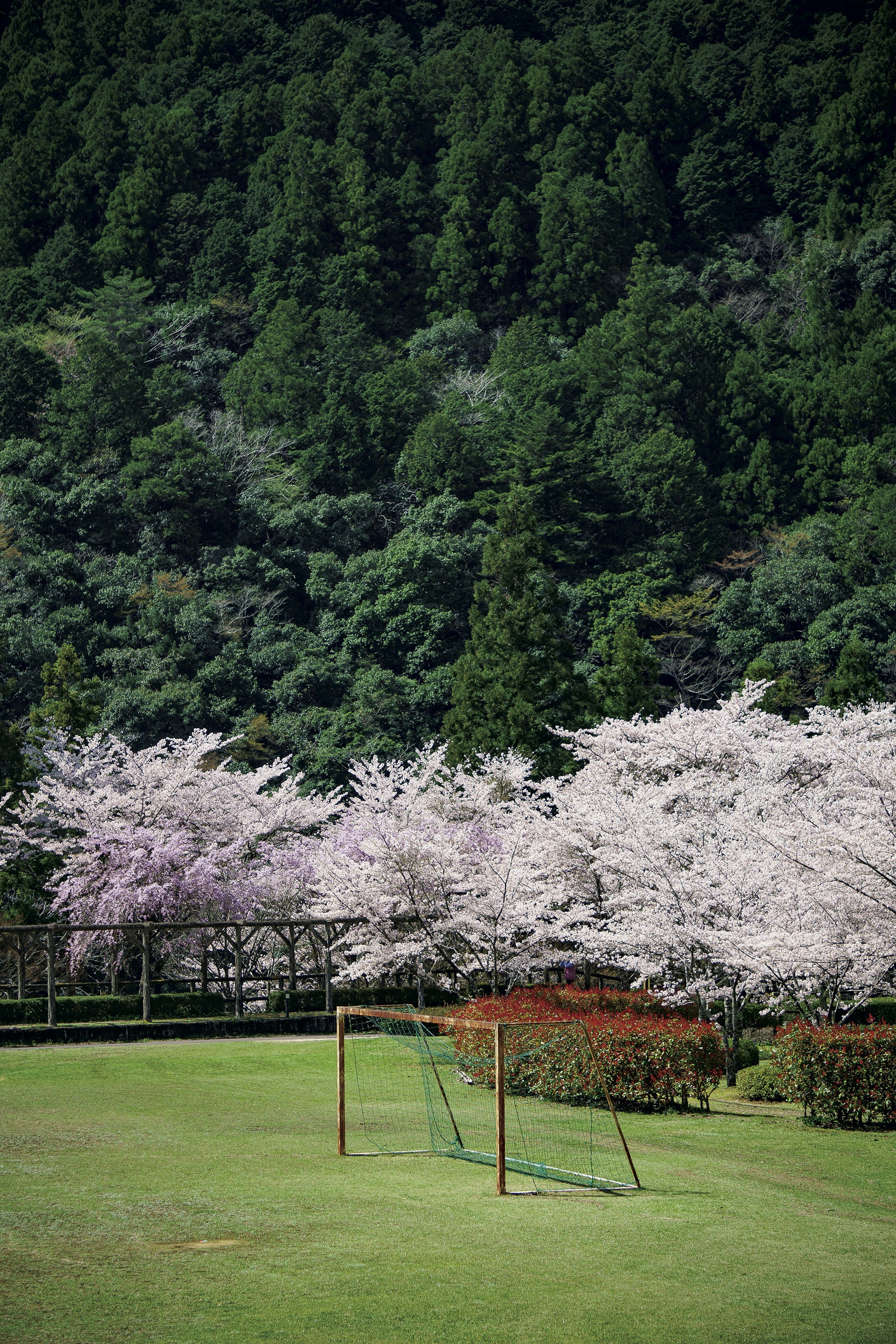 桜の木が並ぶ緑の公園の風景