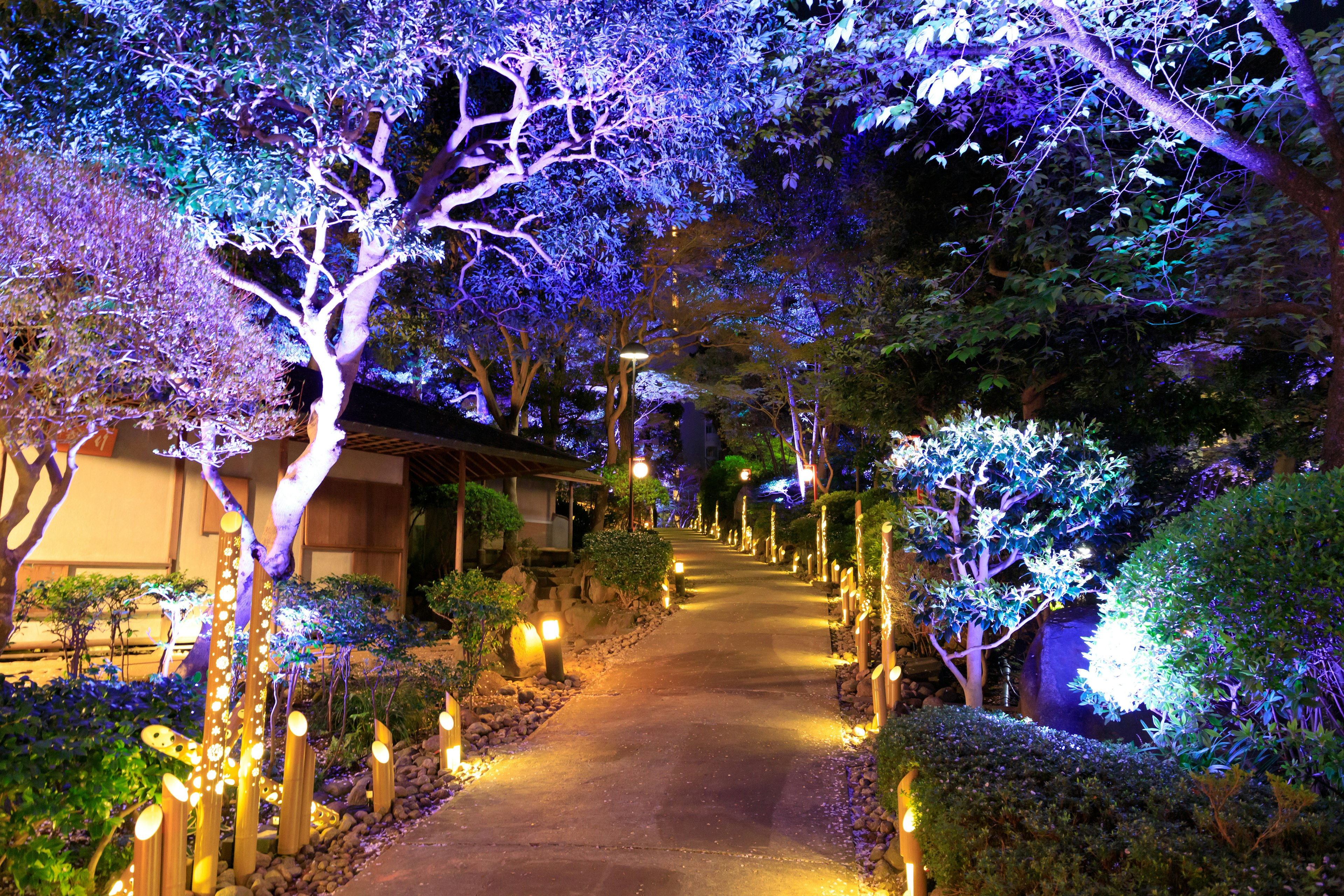 Pathway illuminated by purple lights with trees and garden