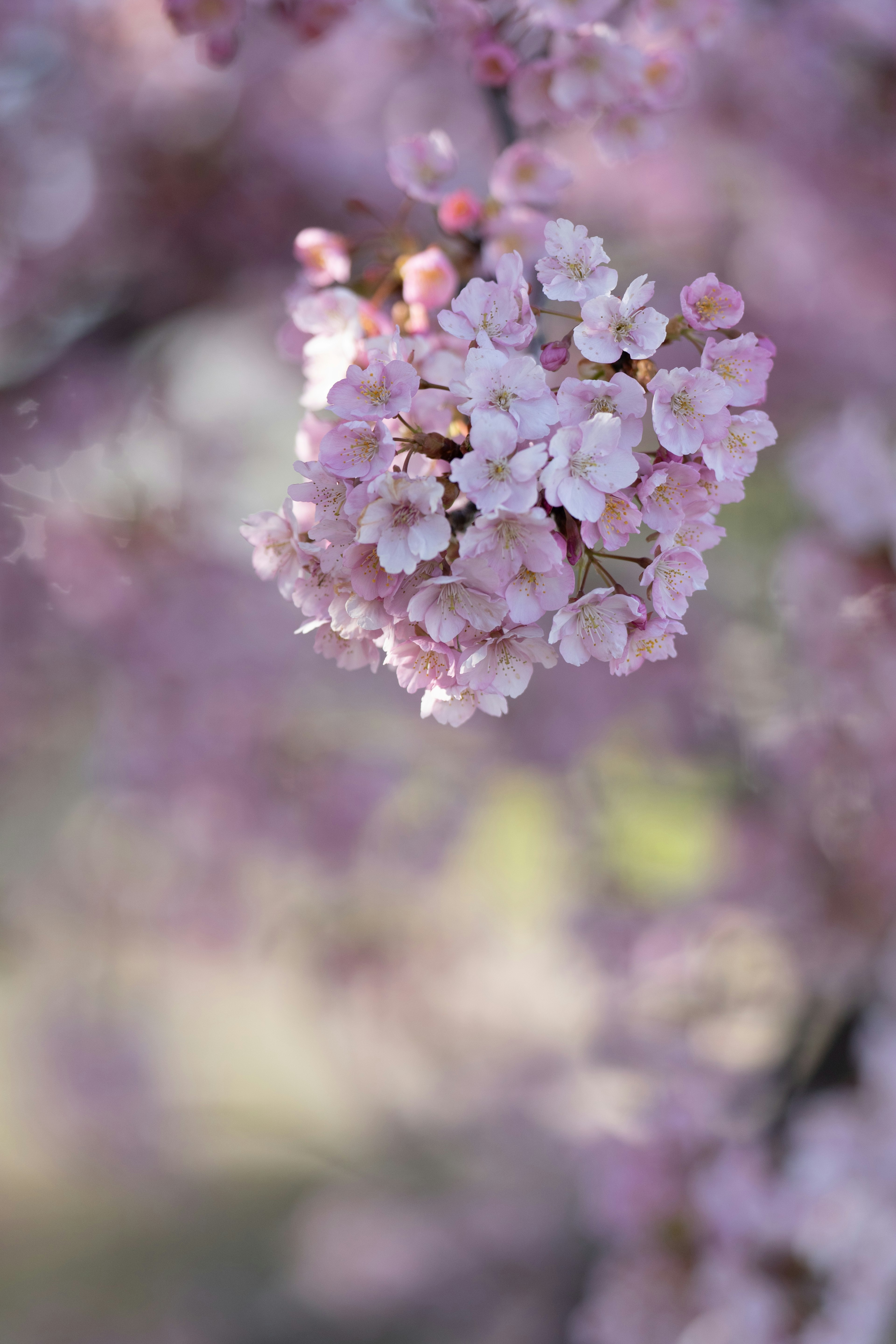 Massa di fiori di ciliegio rosa chiaro