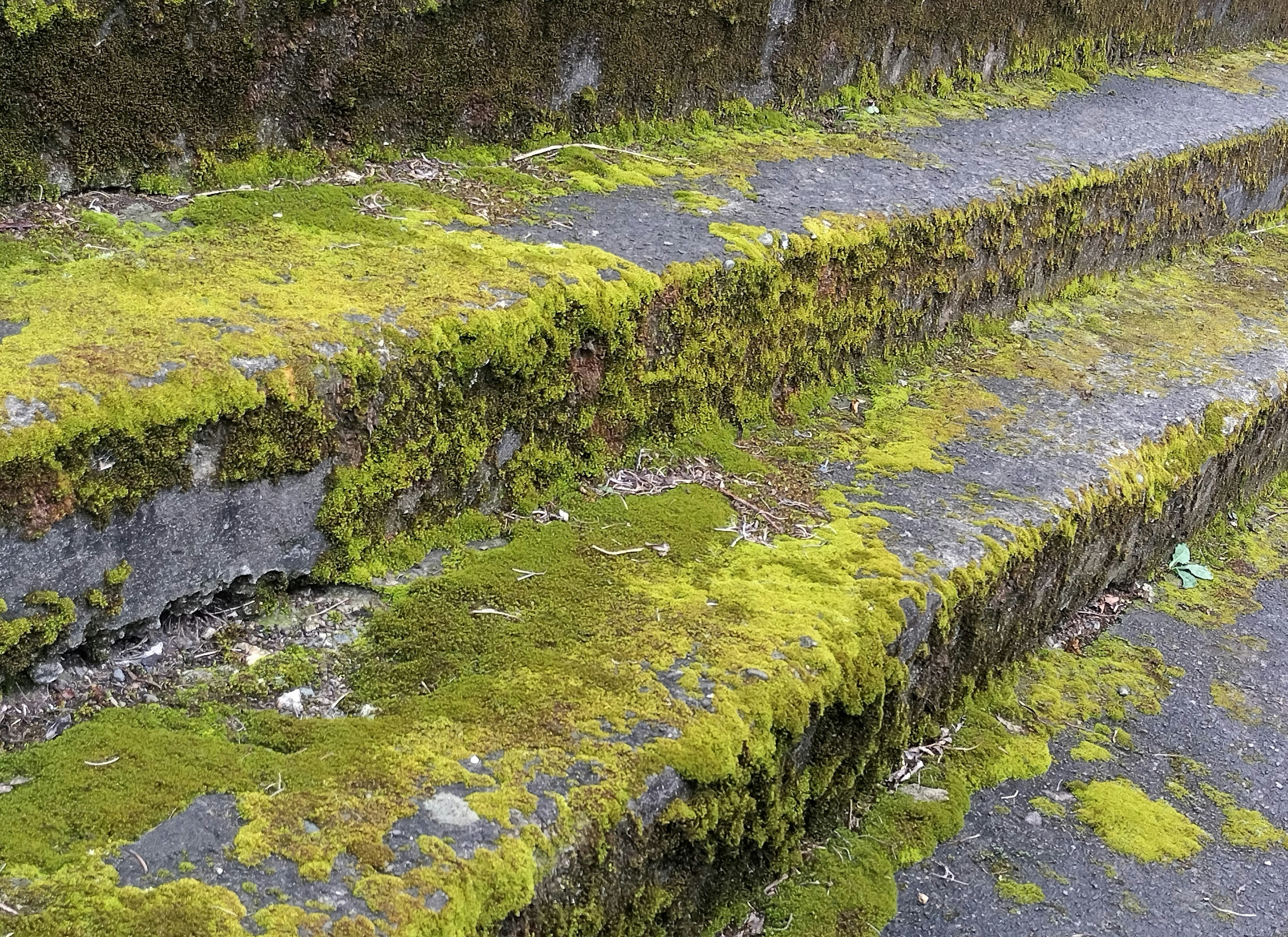 Foto dettagliata di gradini coperti di muschio con muschio verde e texture di pietra