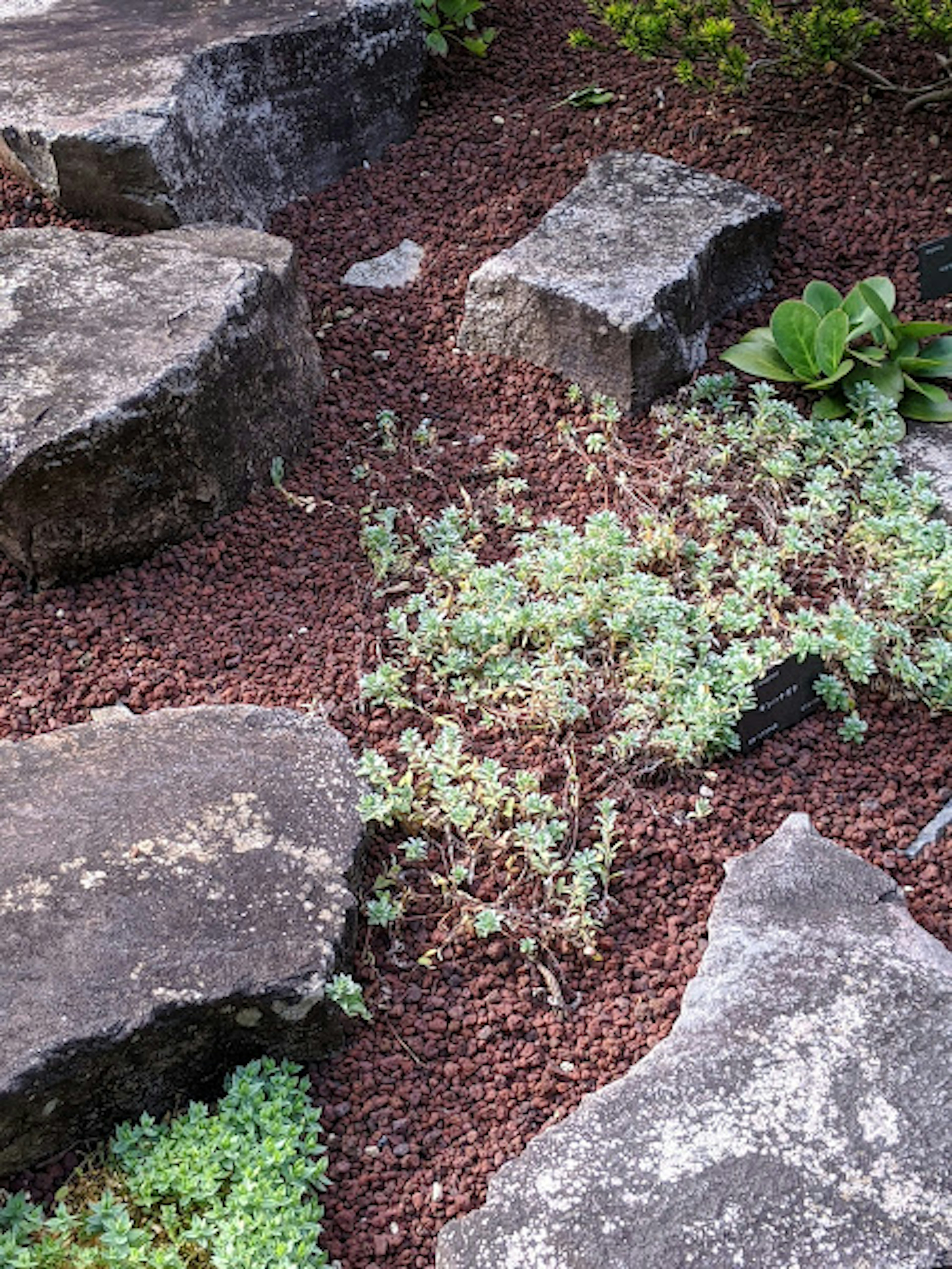 Grüne Pflanzen wachsen zwischen Steinen in einem Garten mit rotem Boden