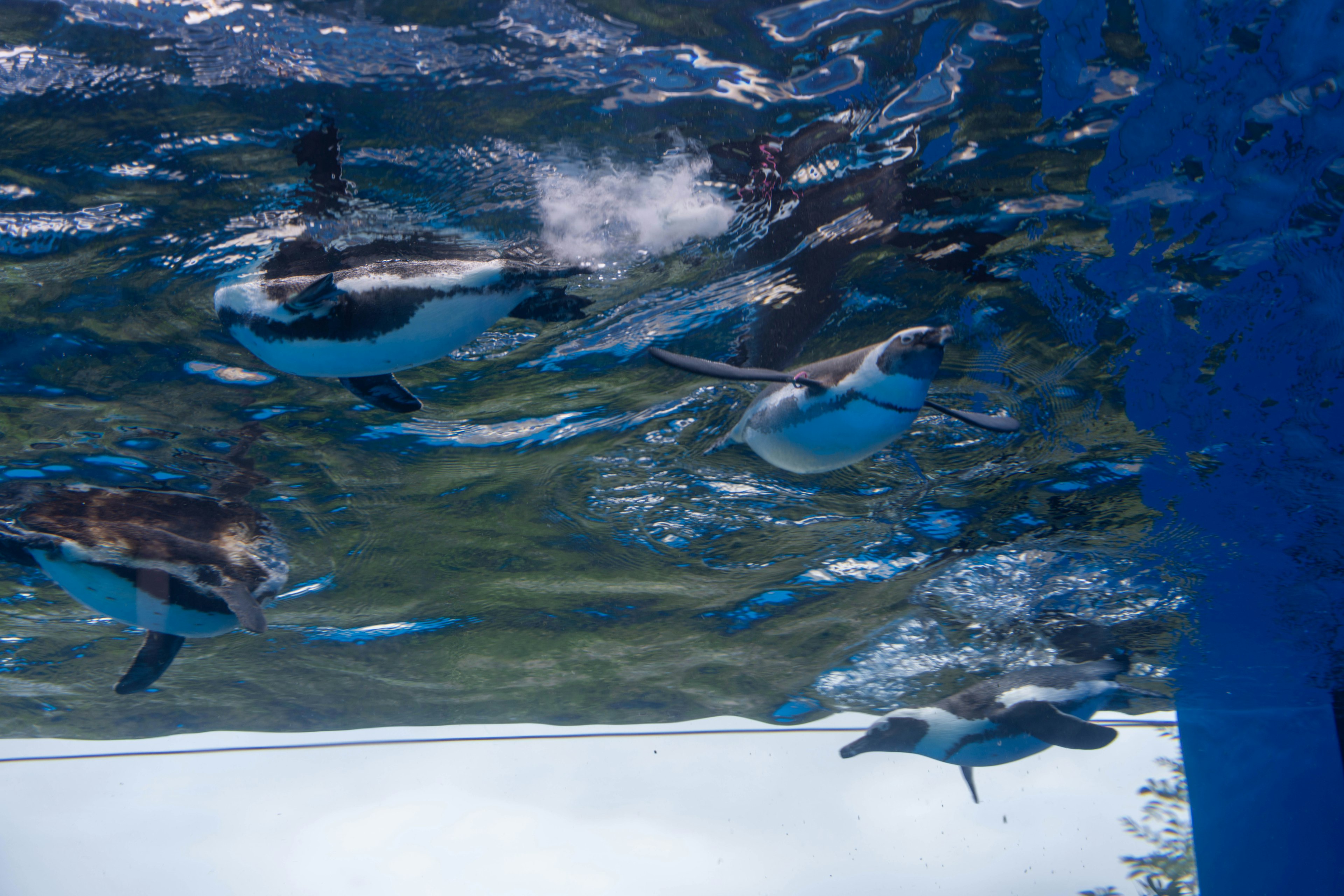 A group of penguins swimming underwater