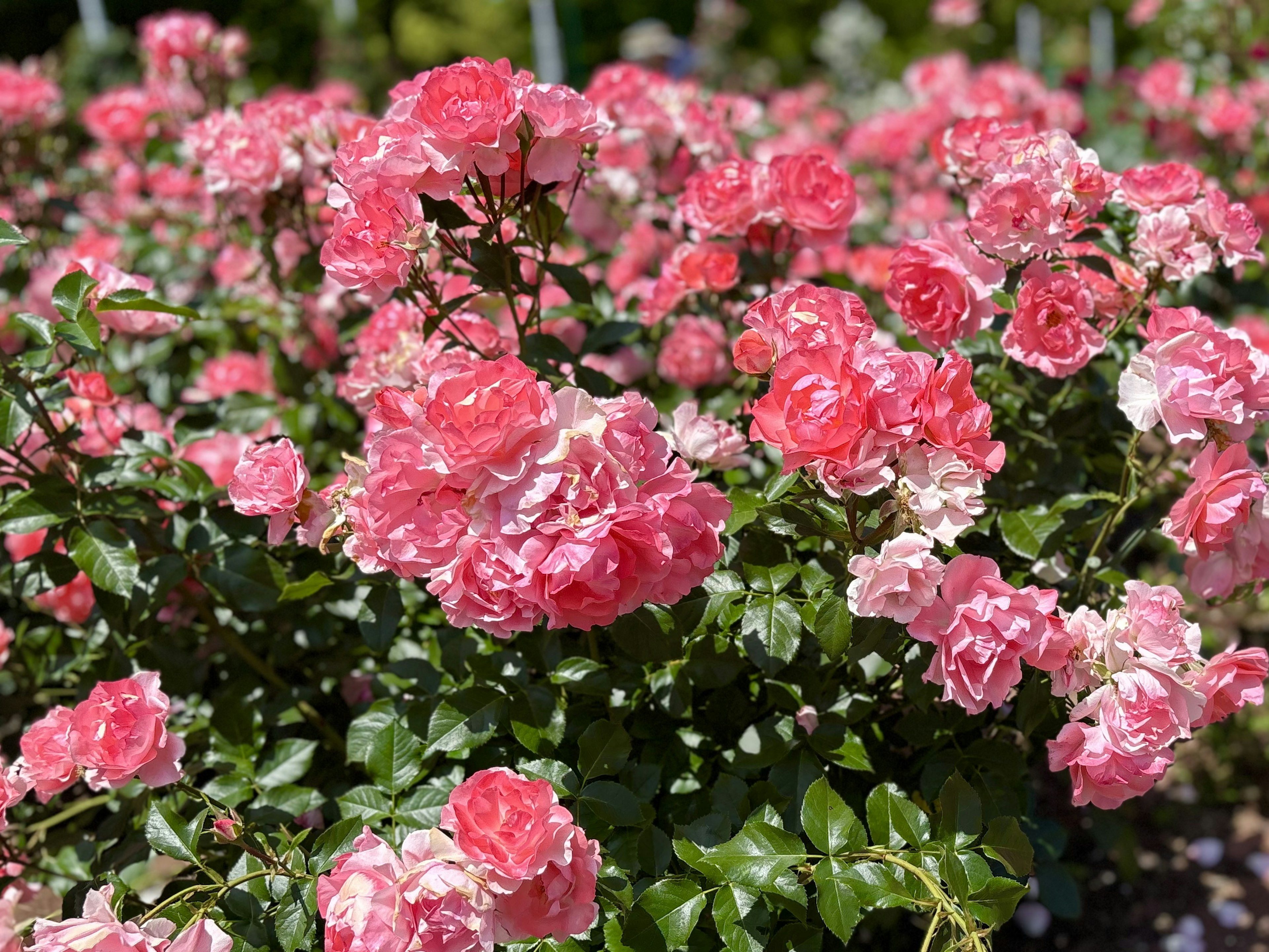 Un jardin vibrant rempli de roses roses en fleurs