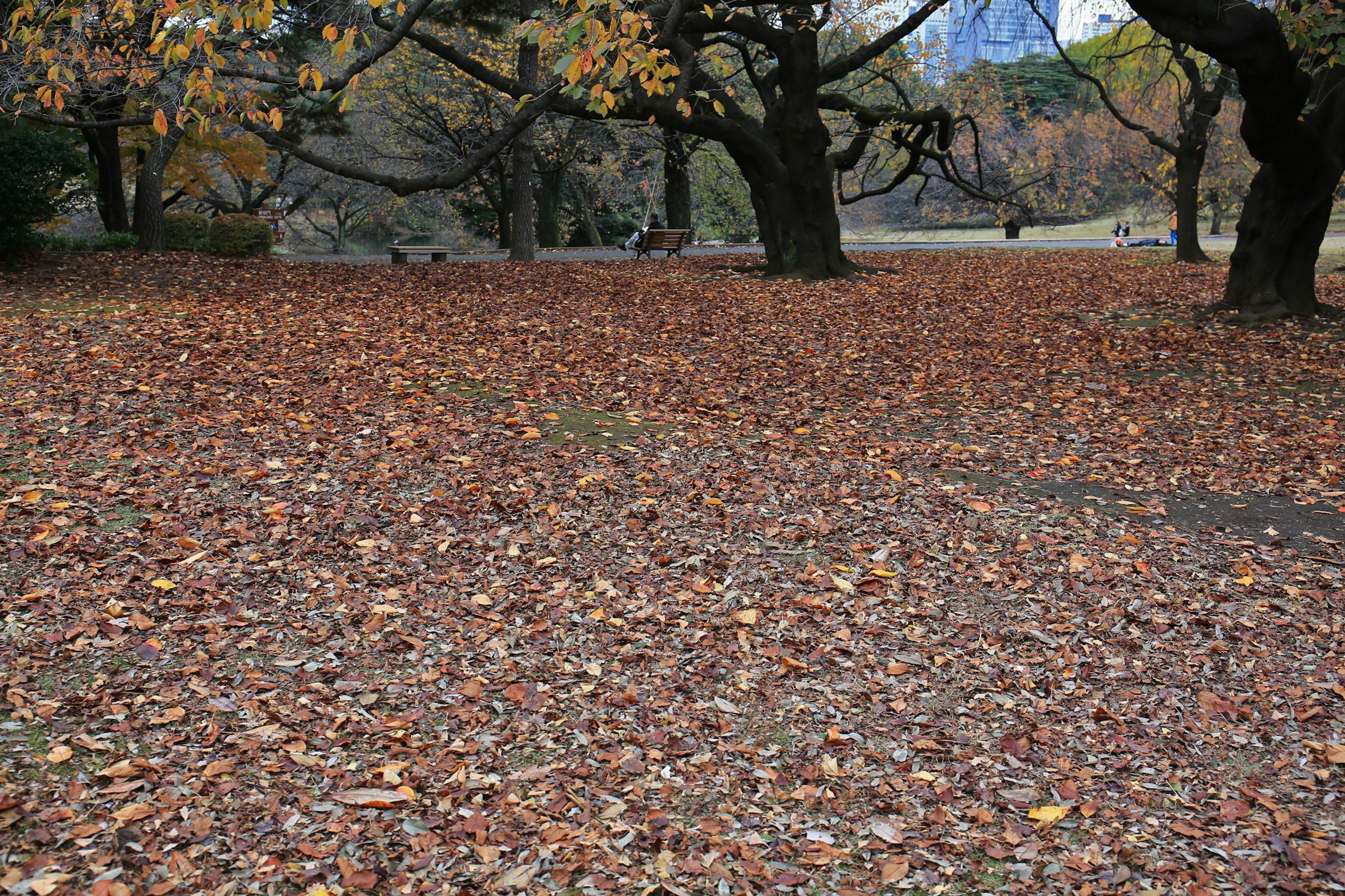 Parkszene mit gefallenen Herbstblättern, die den Boden bedecken