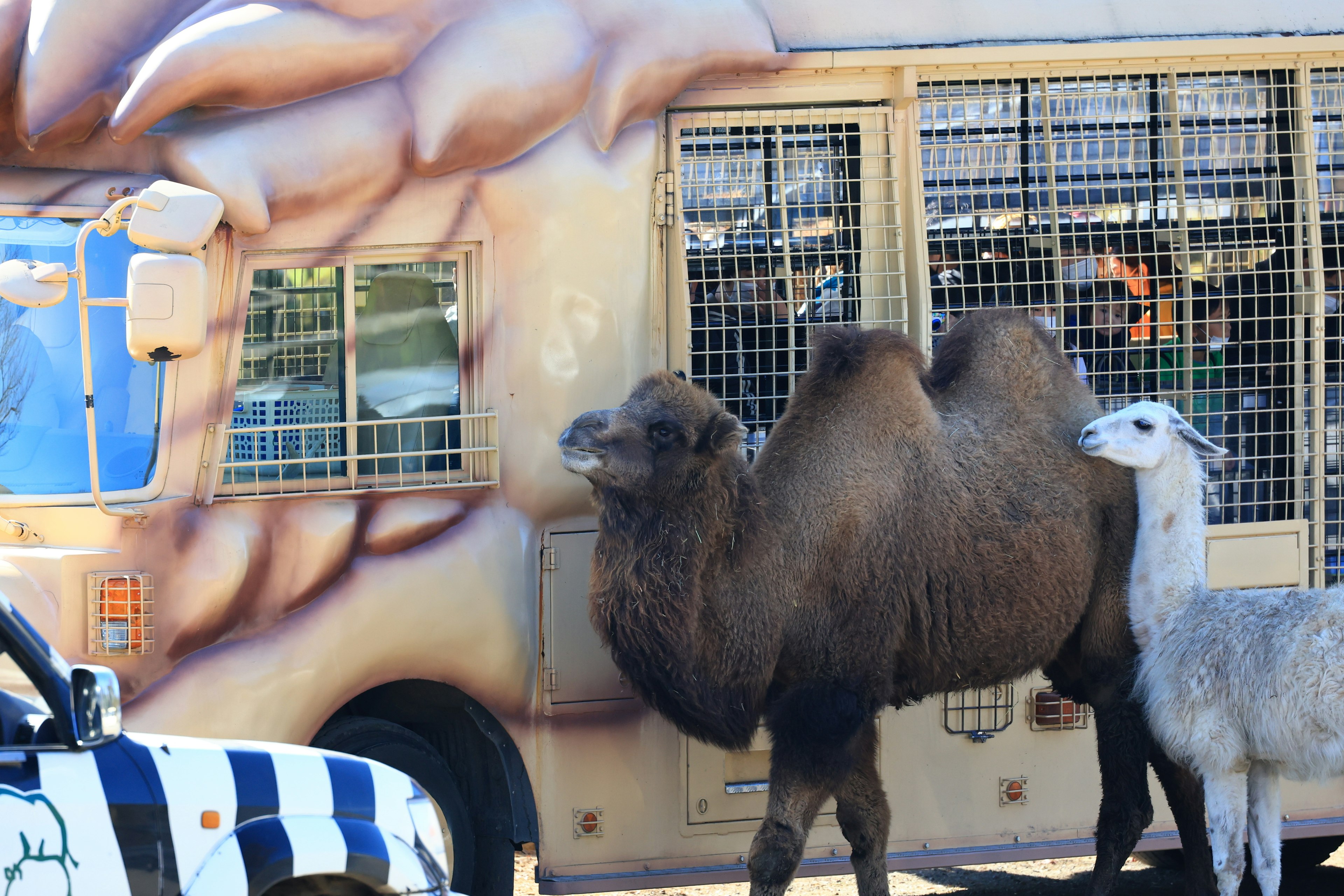 Cammello e lama vicino a un autobus dello zoo