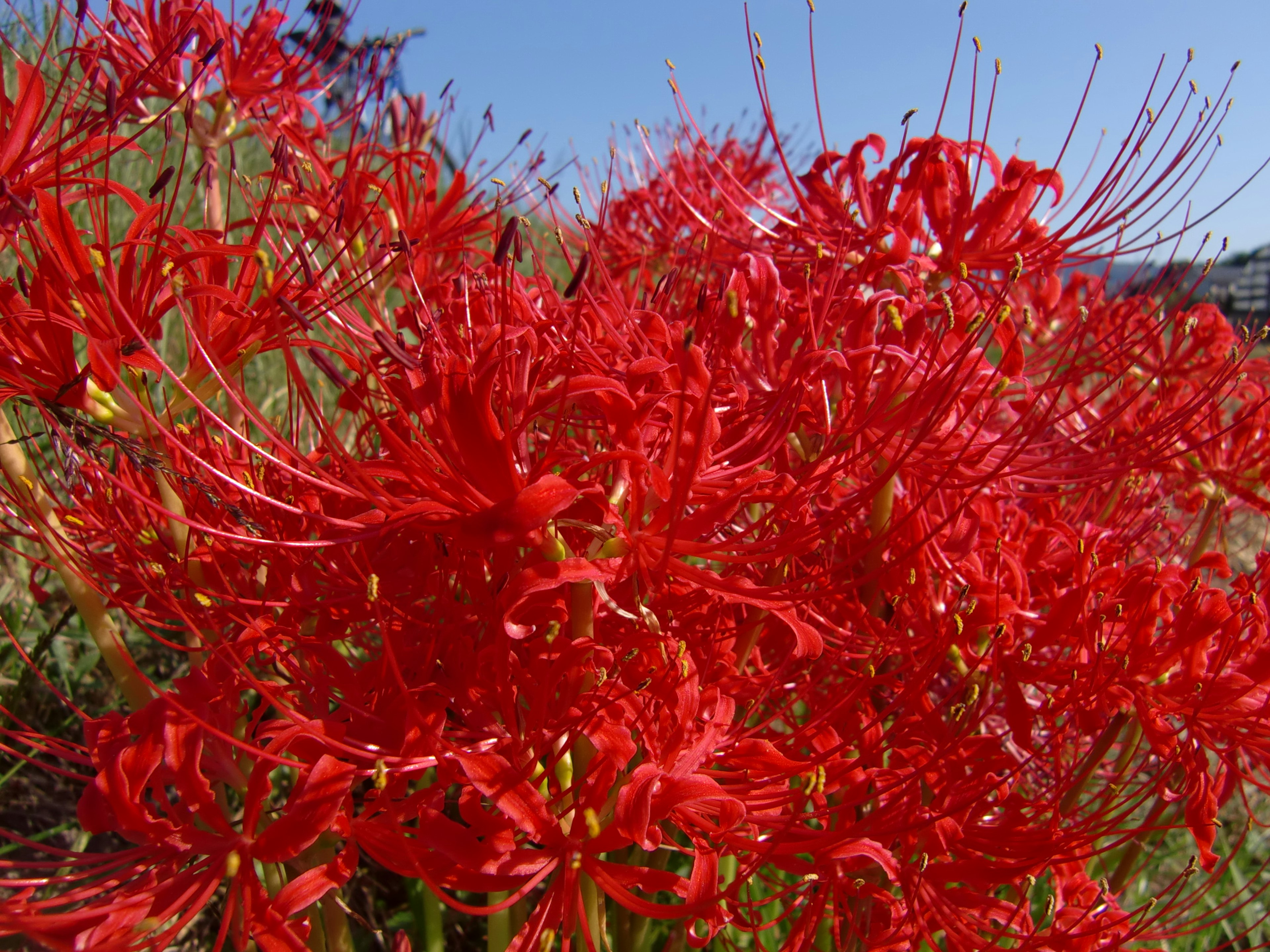 Vibrant cluster of red spider lilies blooming under a blue sky