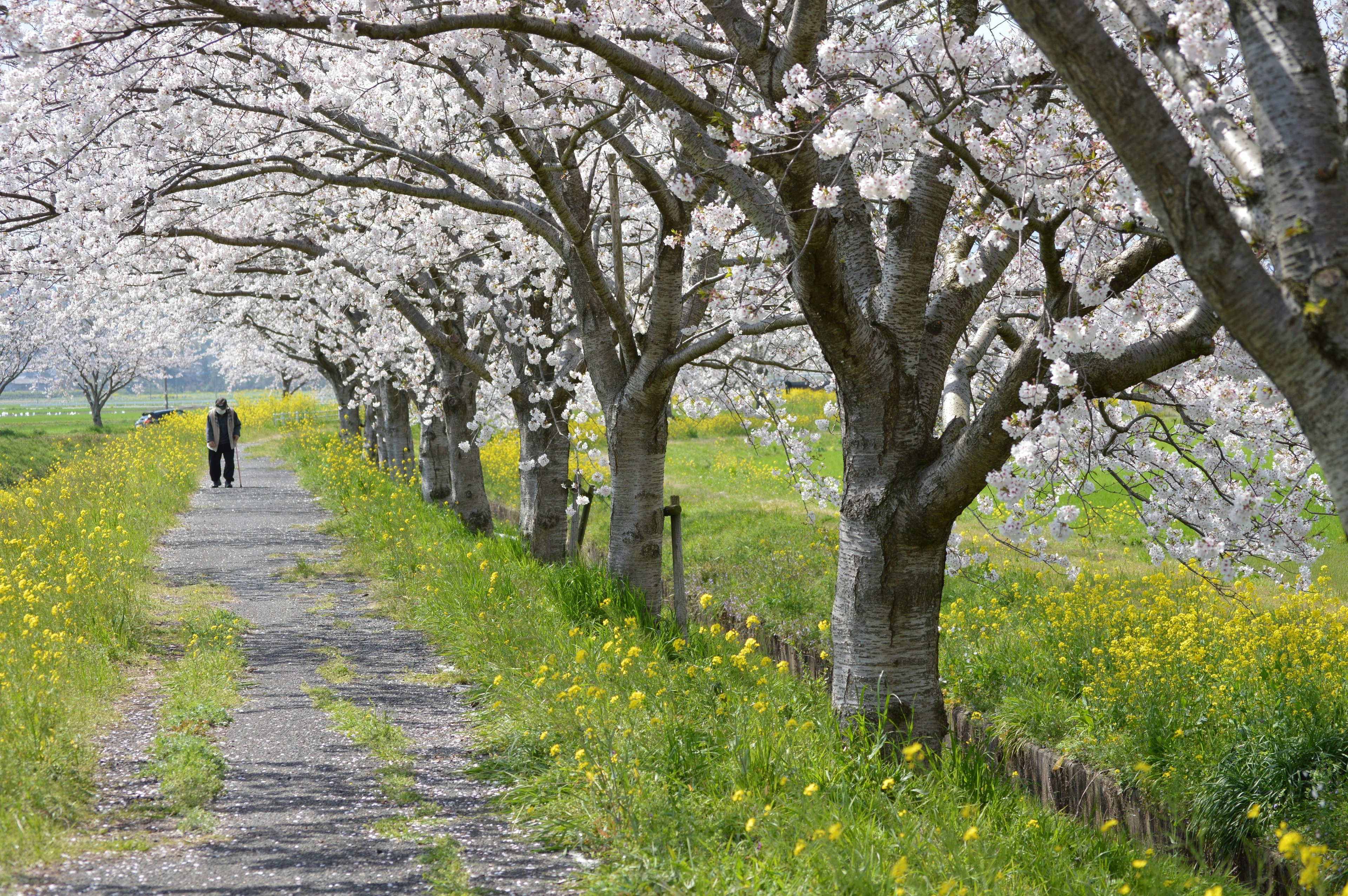 Una persona caminando por un camino verde bordeado de cerezos en flor