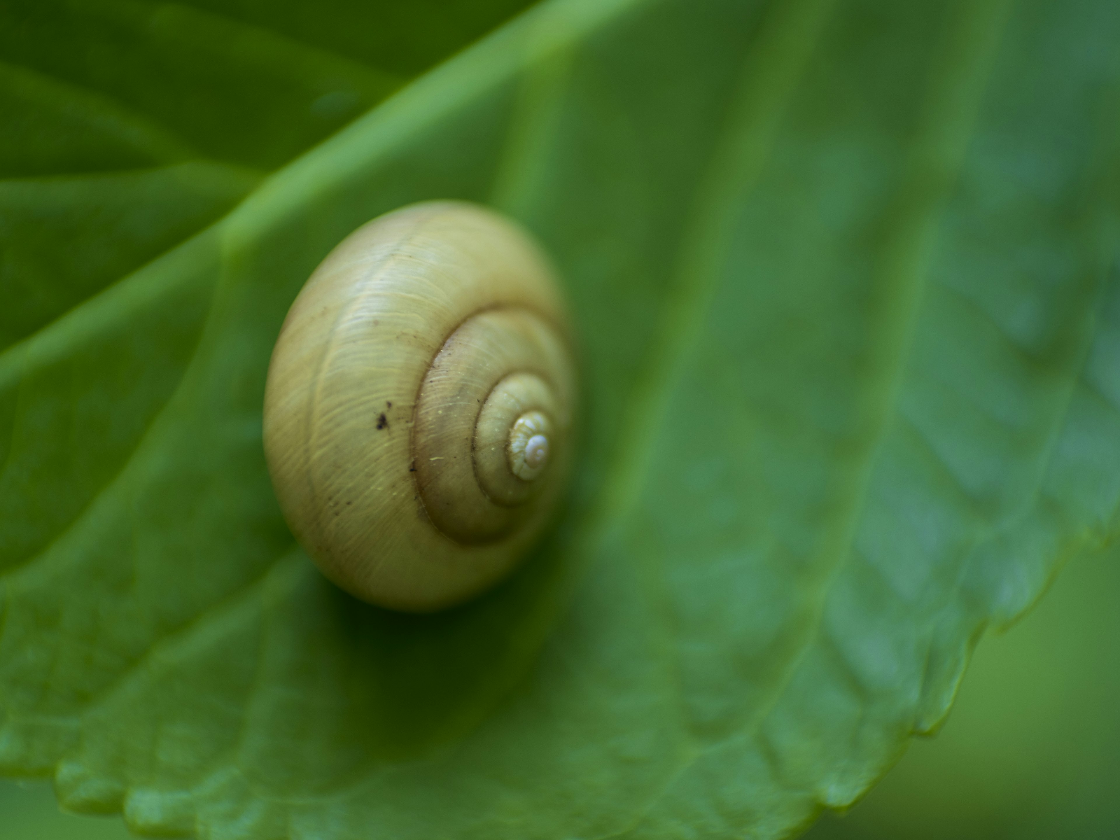 绿色叶子上的奶油色蜗牛壳