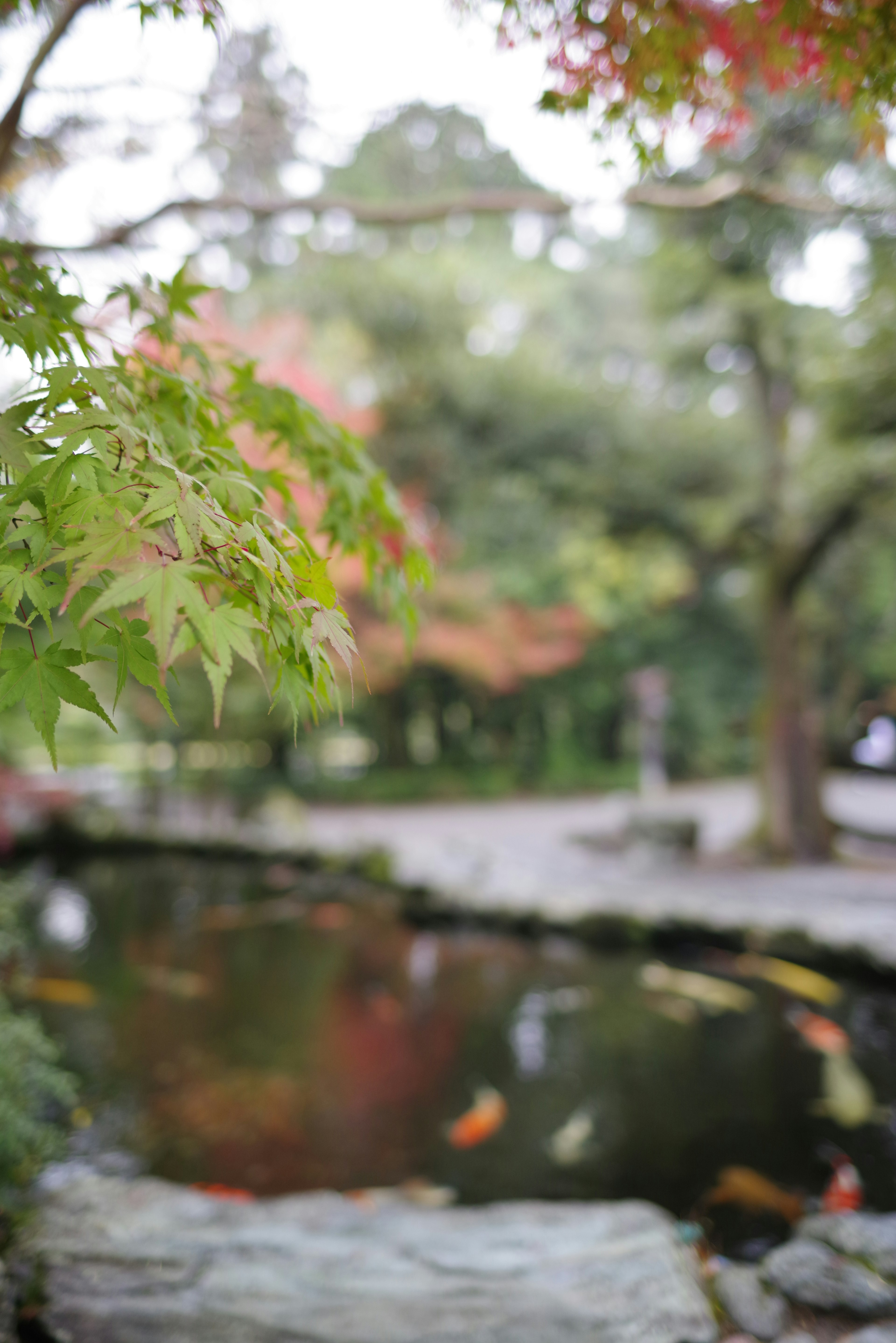 Hojas coloridas junto a un estanque con un paisaje de otoño