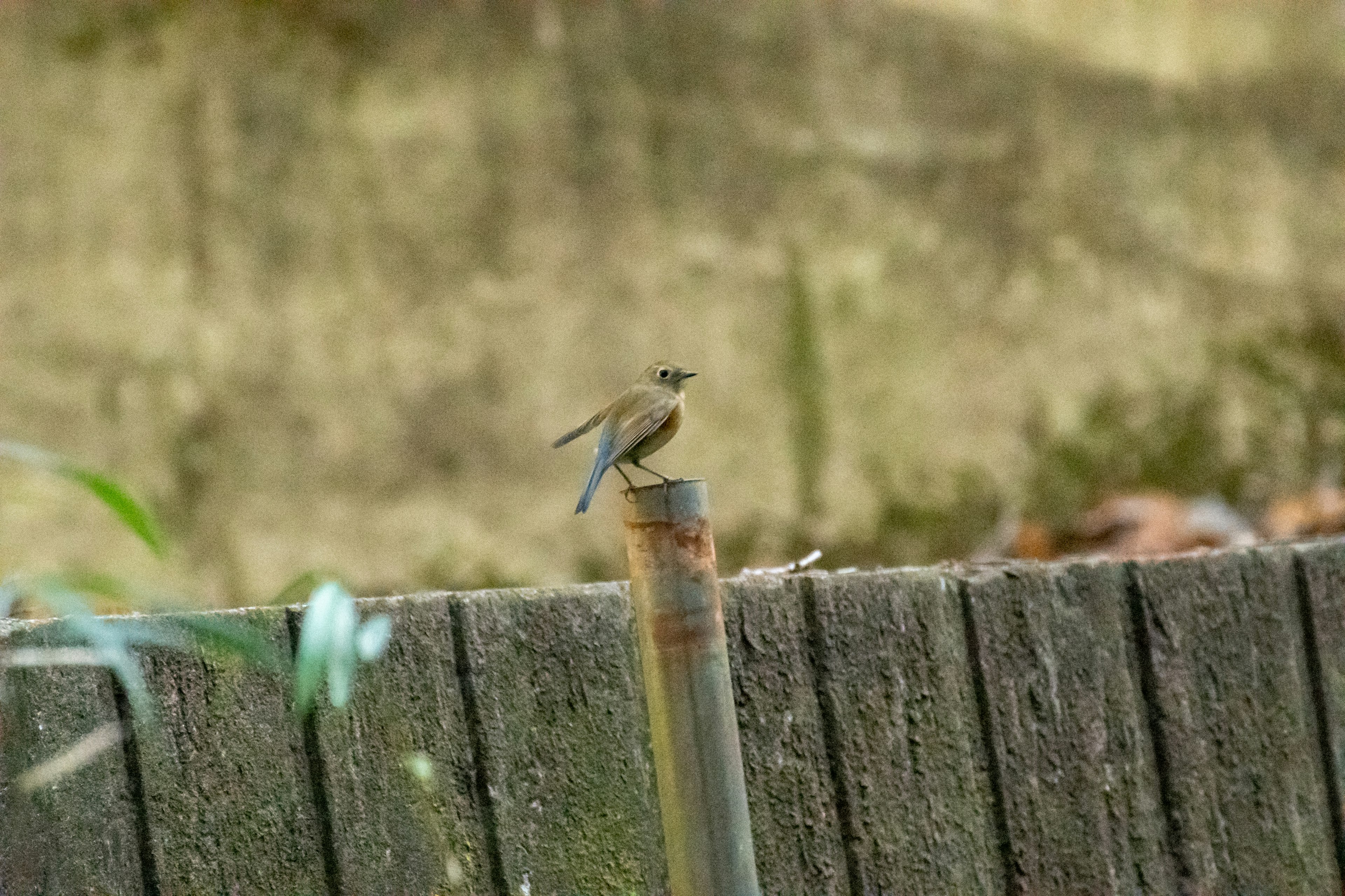 A small bird perched on a wooden post with a wooden fence in the background