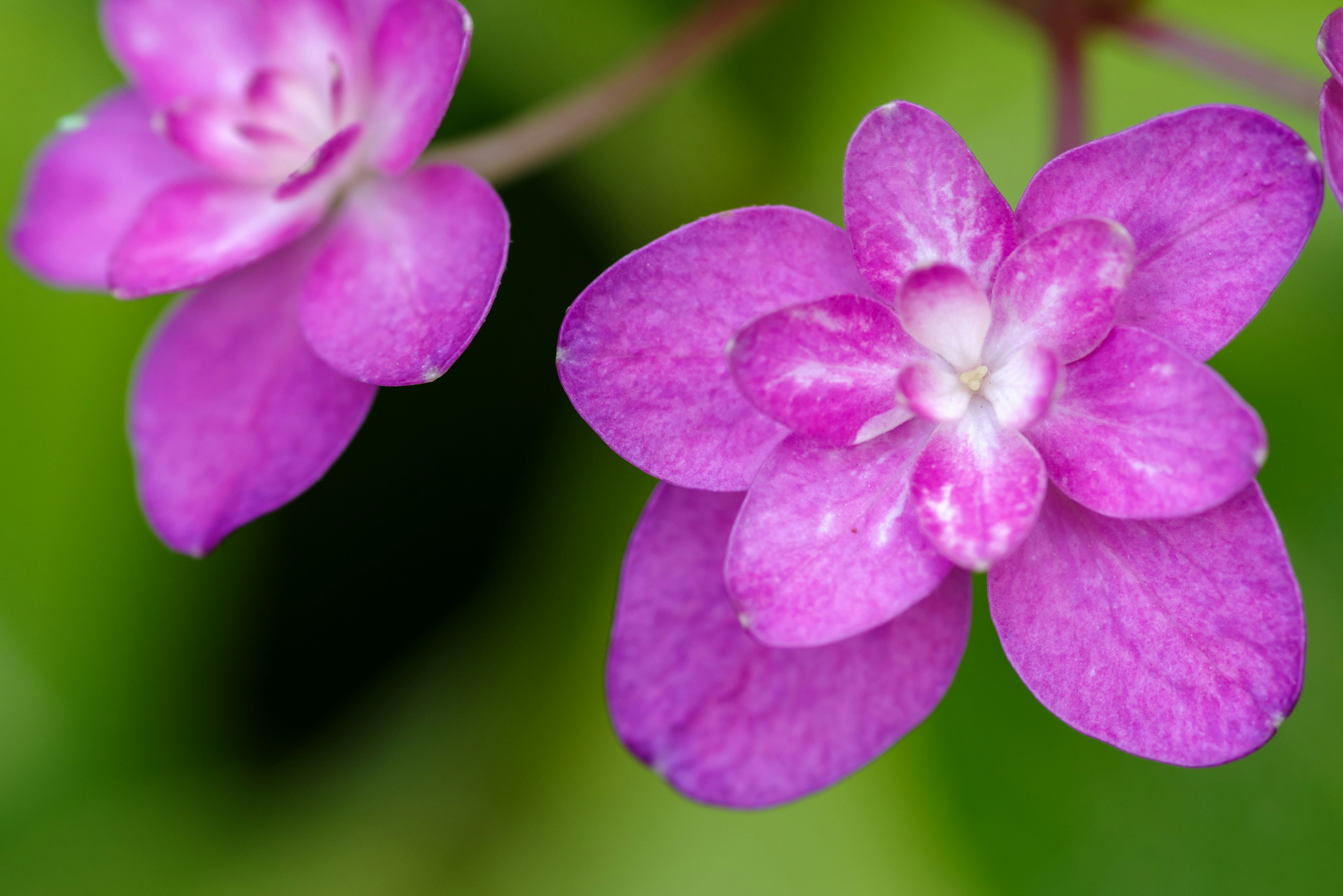 Fleurs violettes vibrantes sur un fond vert