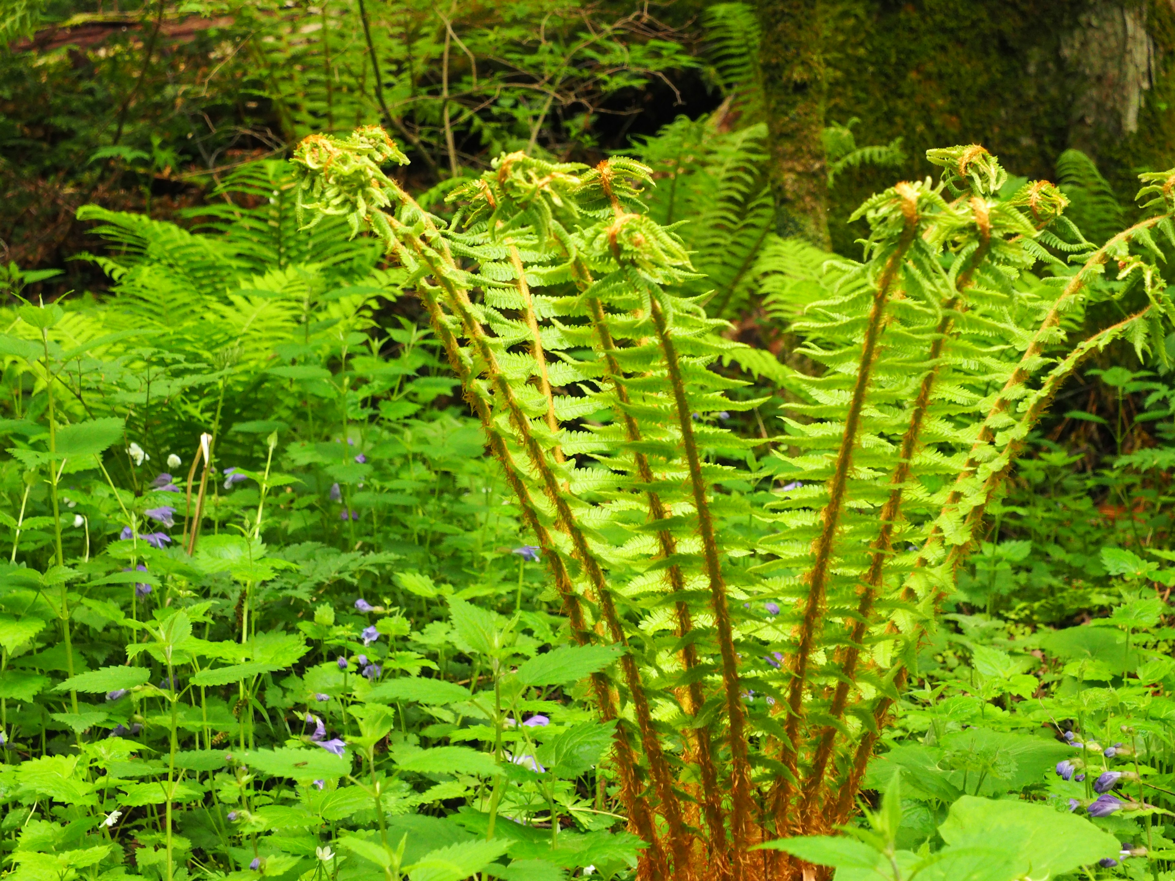 Young fern fronds unfolding in a lush green forest with various foliage