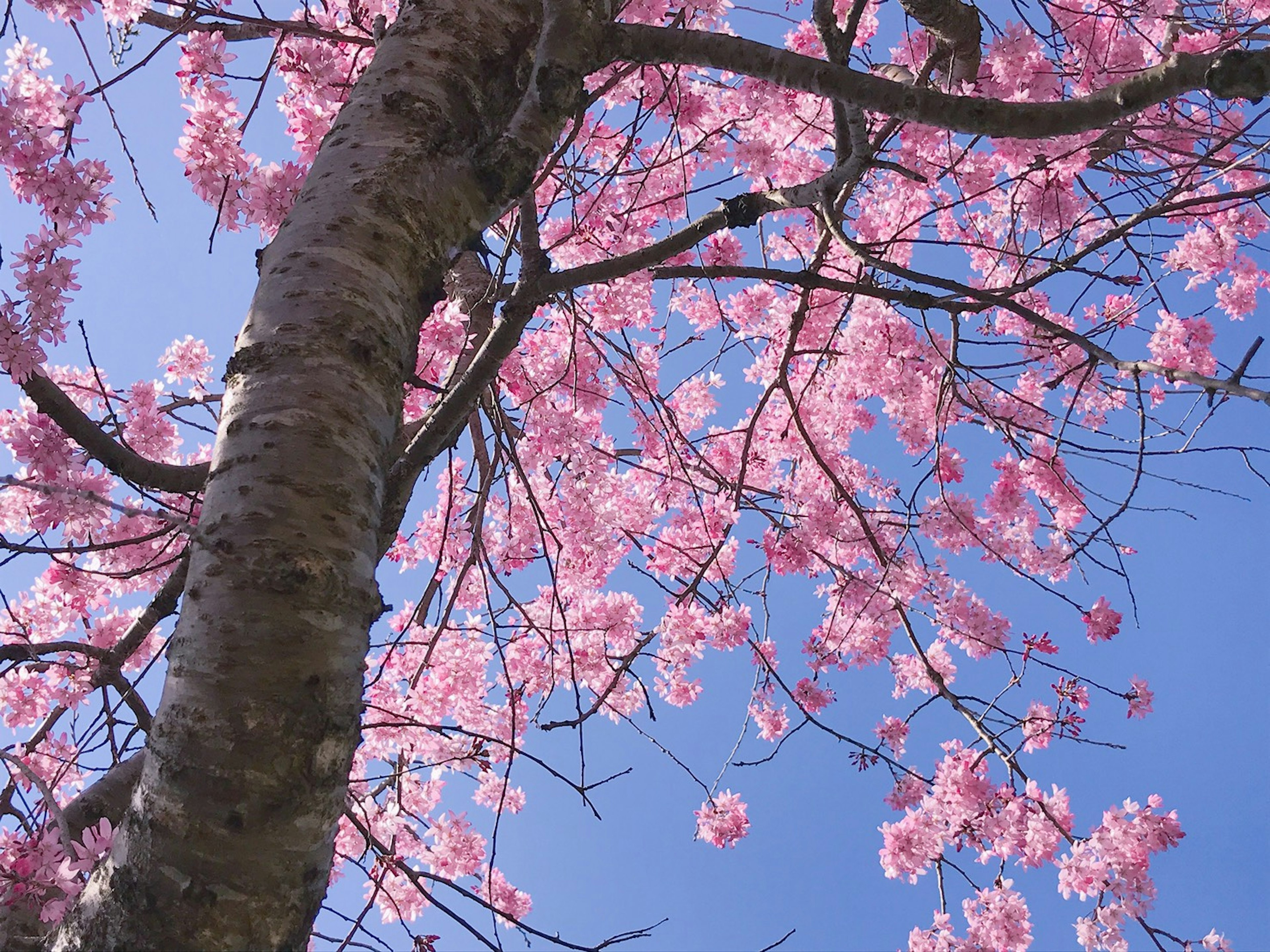 Una foto di fiori di ciliegio rosa sotto un cielo blu con tronco d'albero