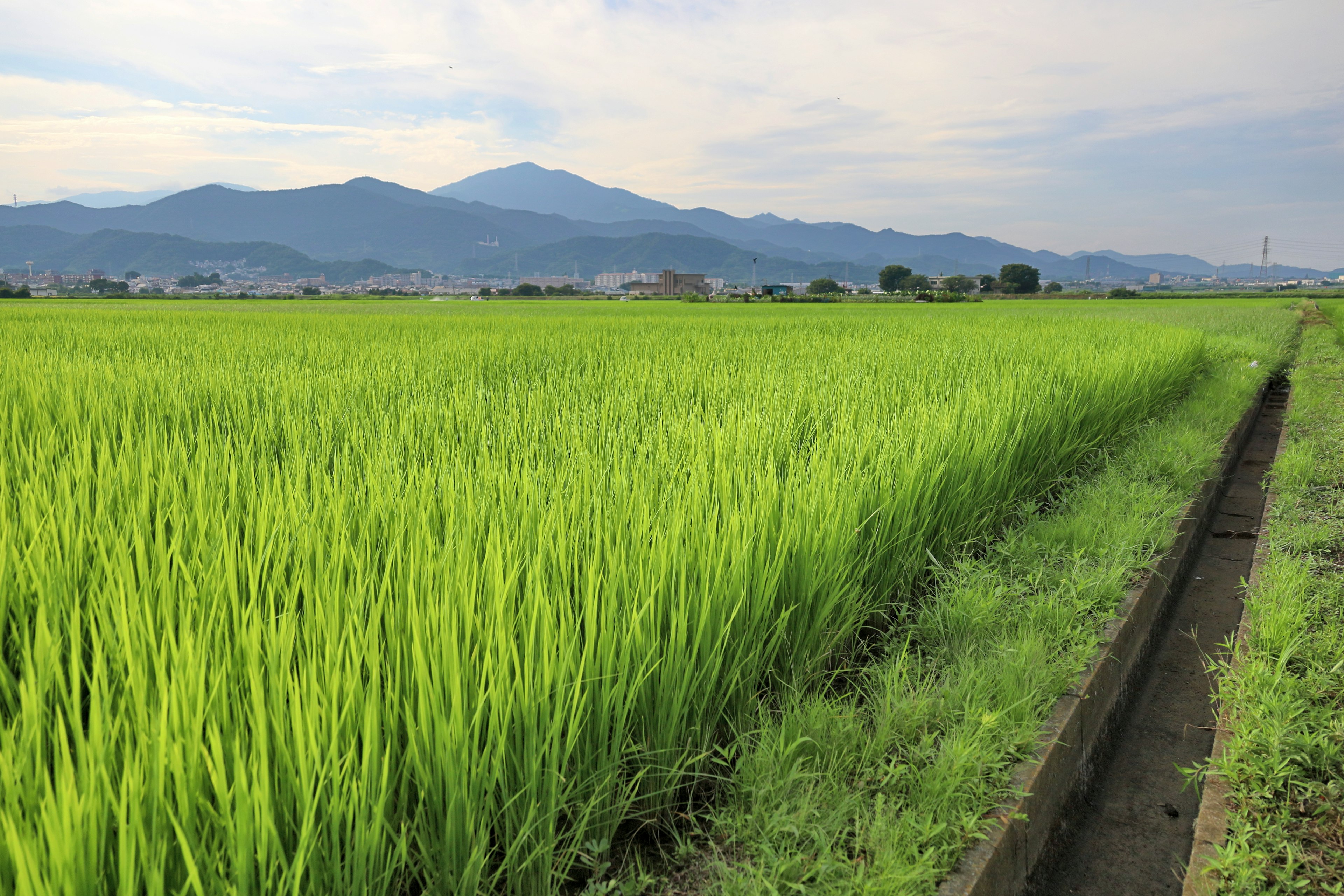 Ladang padi hijau subur dengan pegunungan di latar belakang