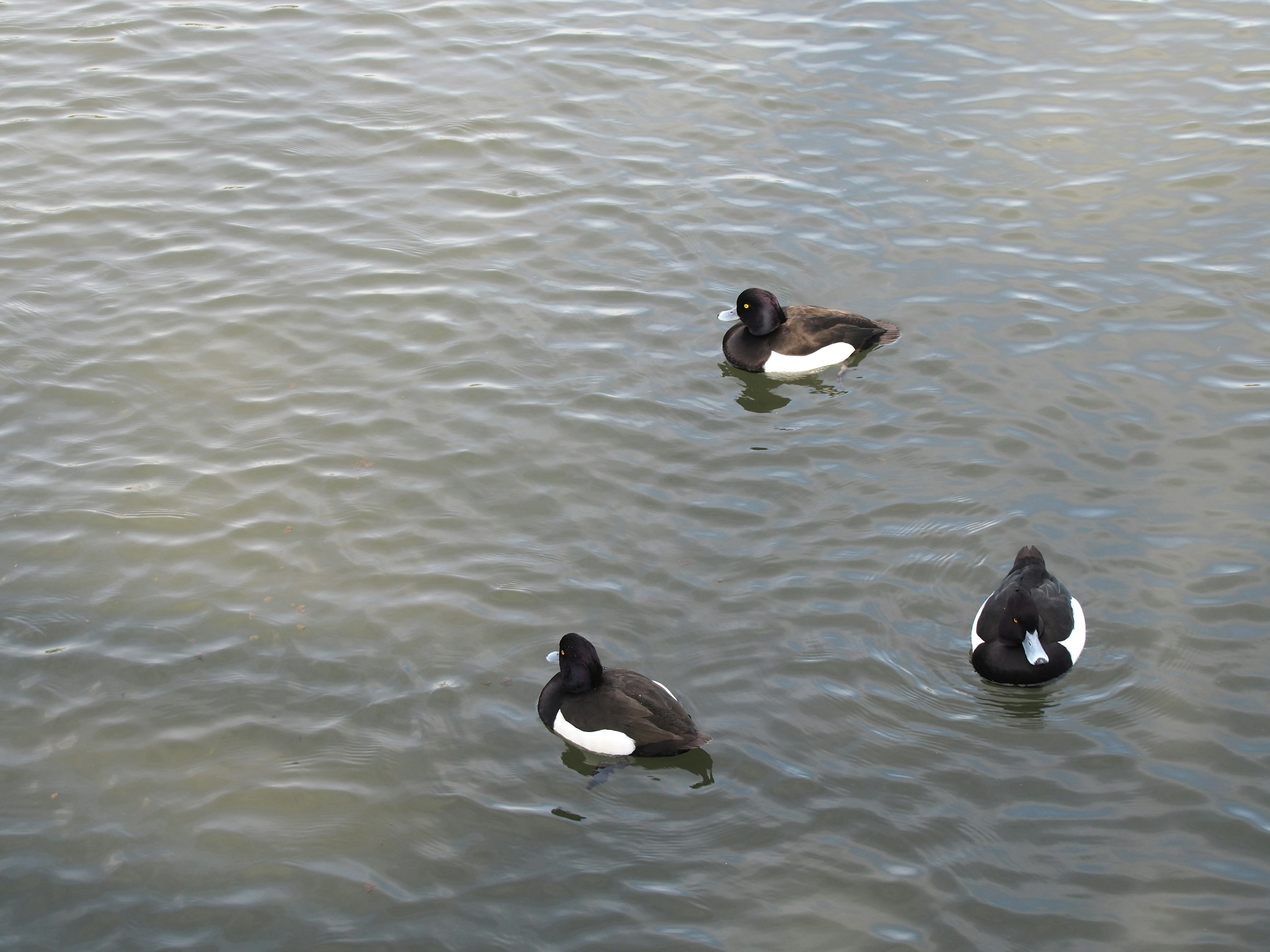 Three ducks floating on the water surface