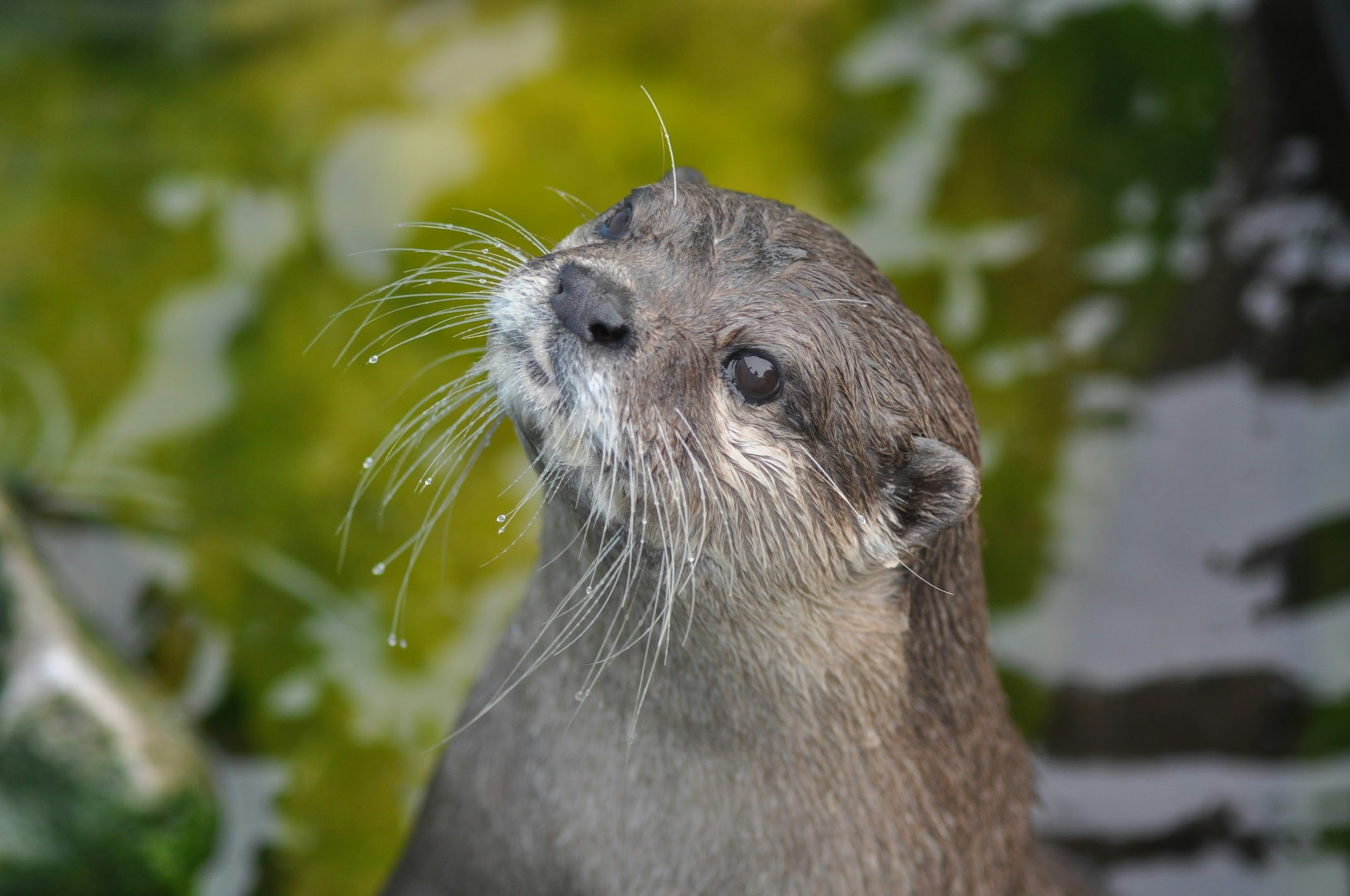 Loutre regardant vers le haut avec des gouttes d'eau sur ses moustaches