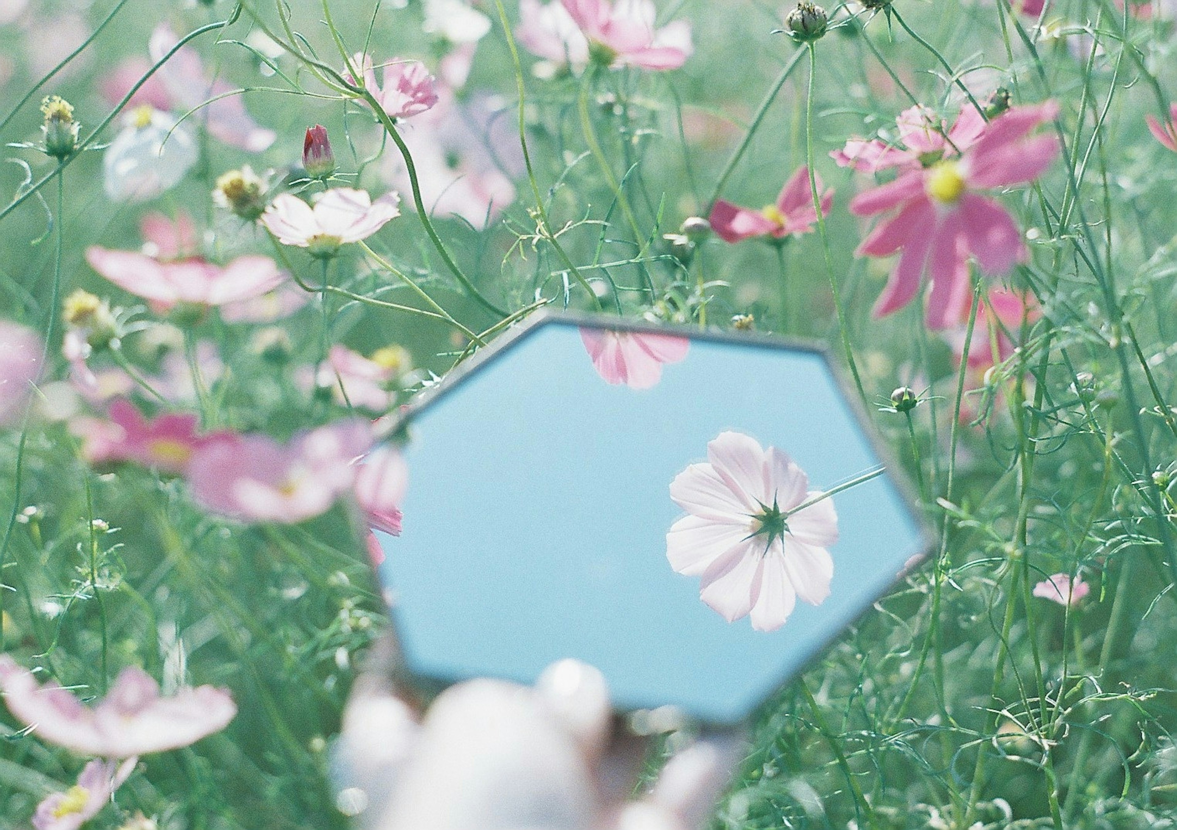 青い空を映し出す八角形の鏡とコスモスの花々