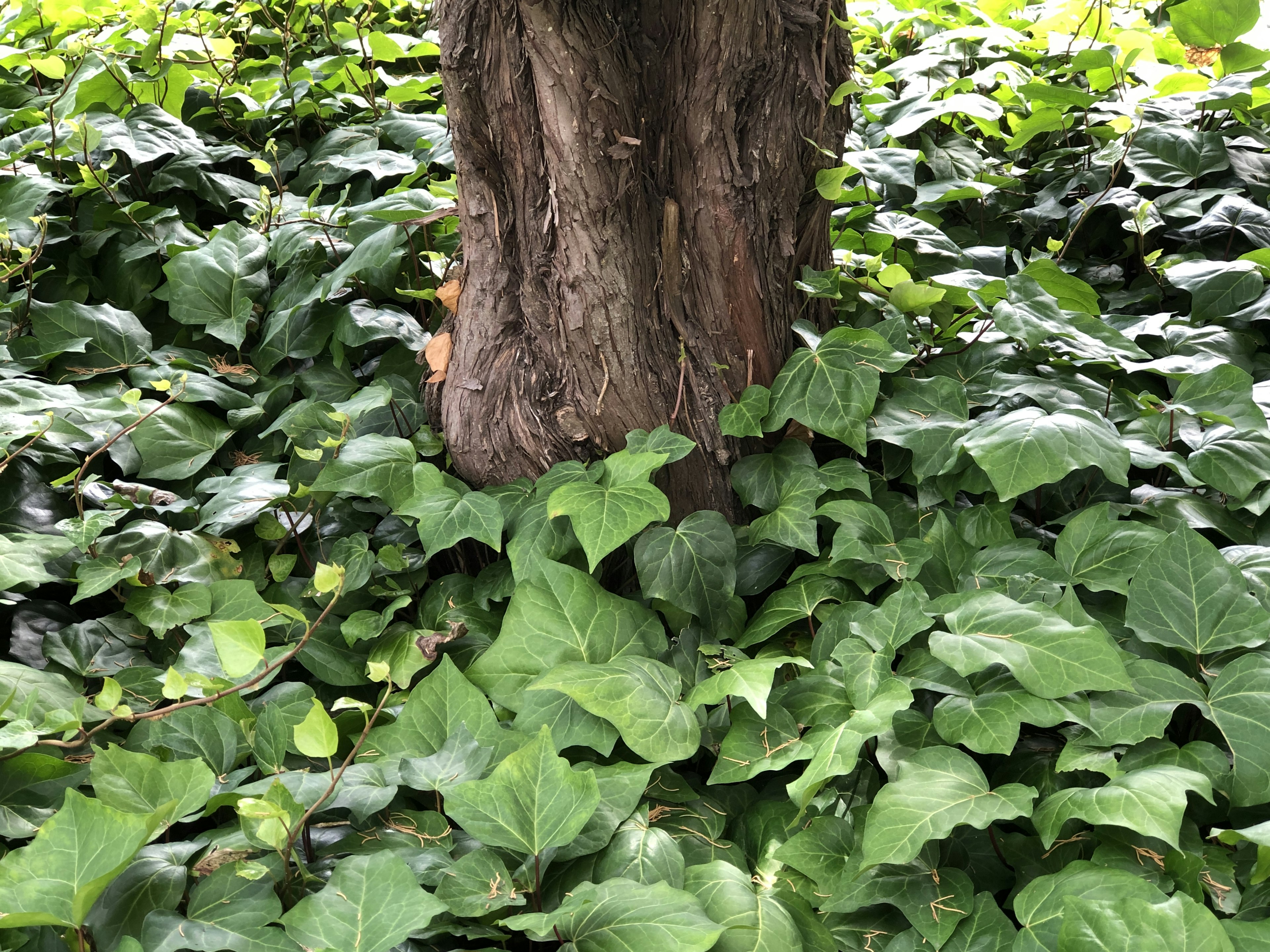 Tree trunk surrounded by lush green ivy leaves