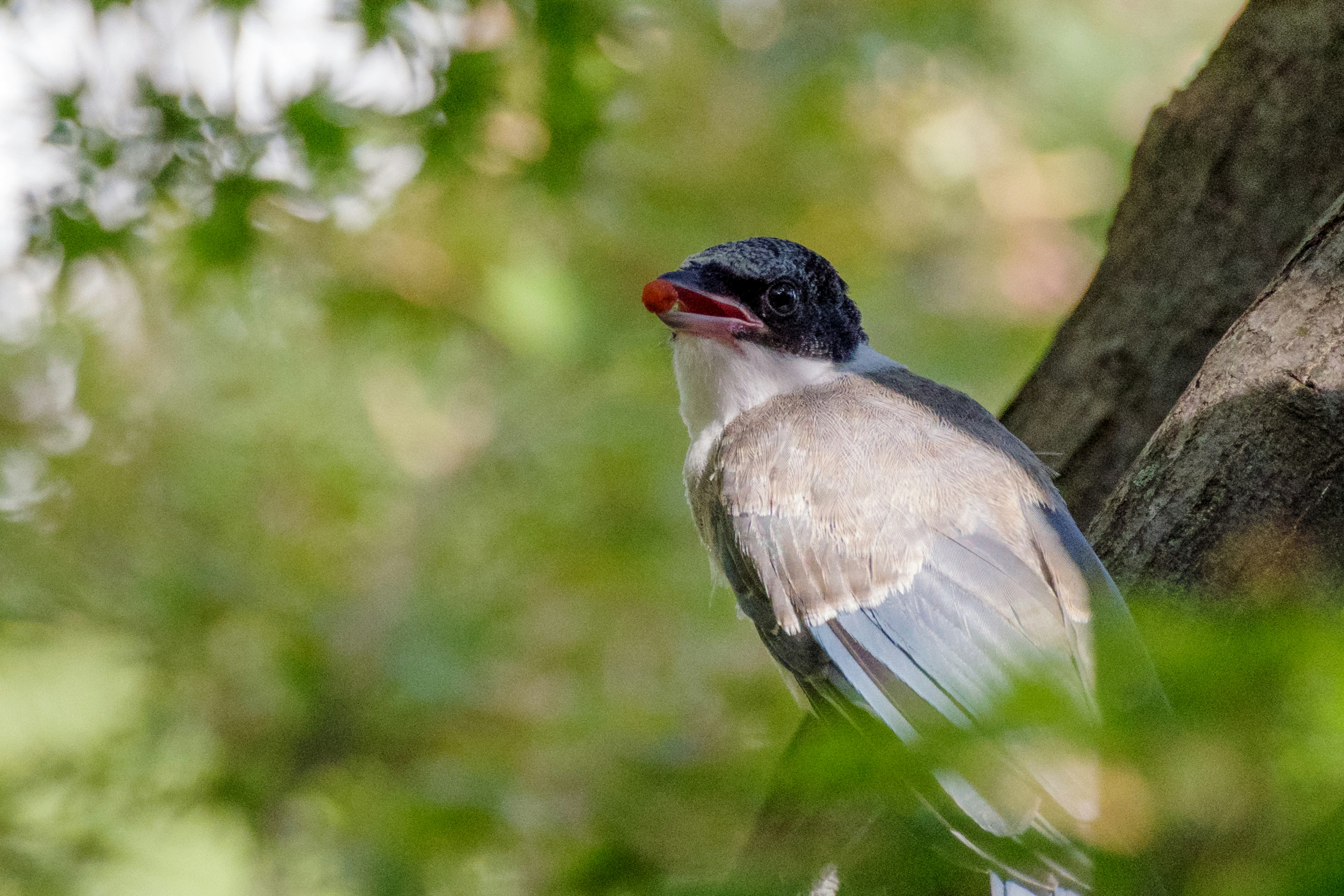 Ein Vogel auf einem Ast umgeben von grünen Blättern