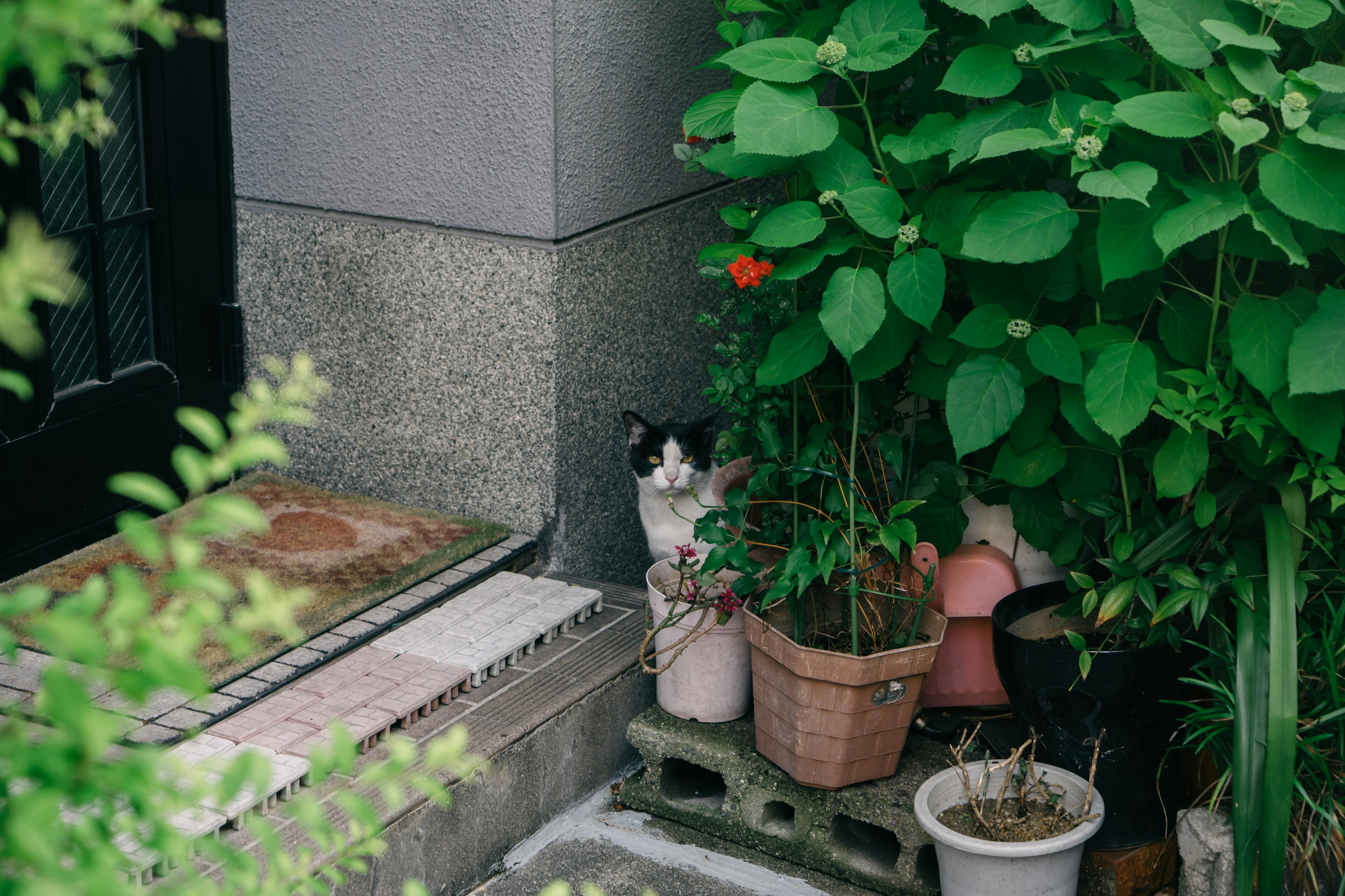 A black and white cat hiding among lush greenery and potted plants